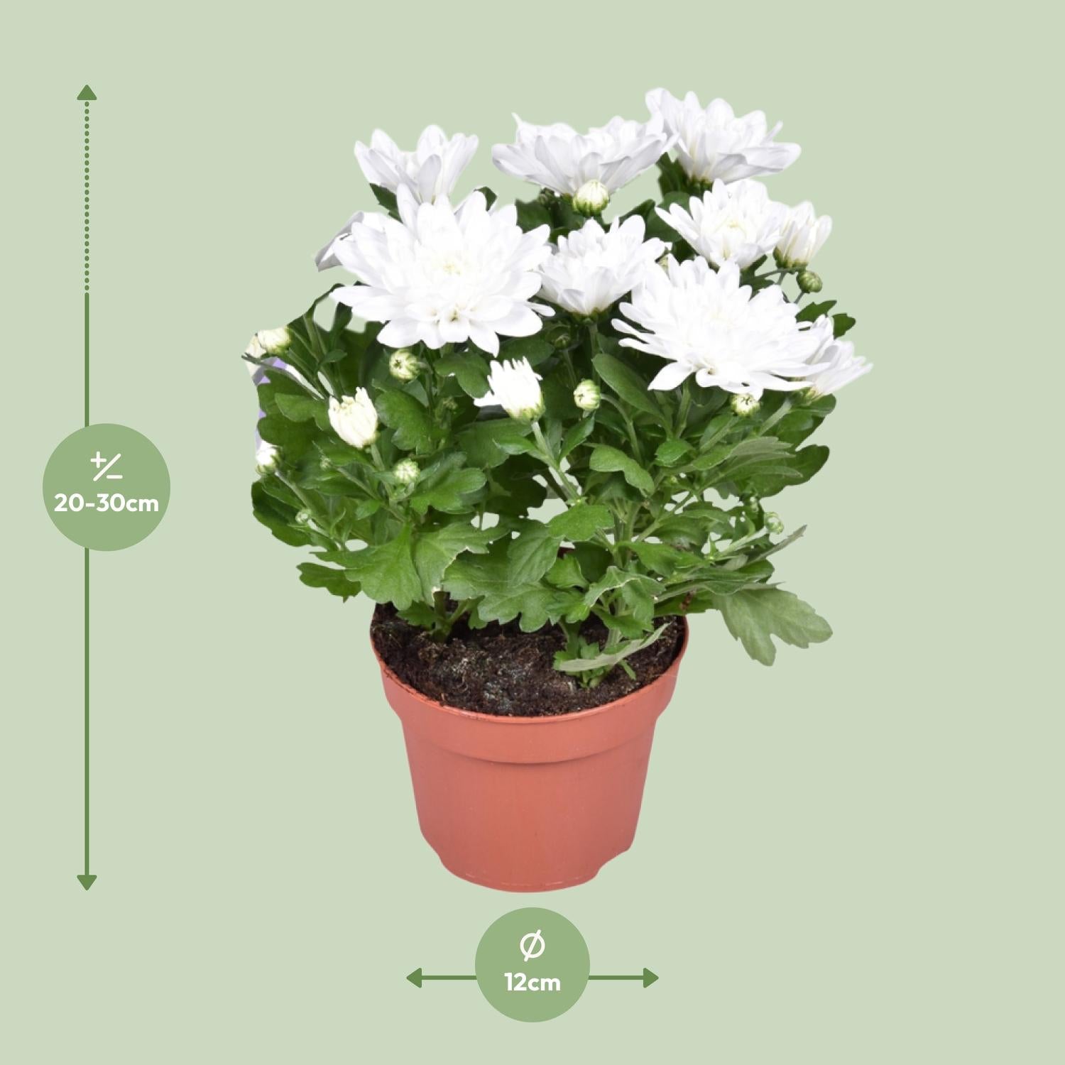 Zier-Chrysantheme - Chrysant Brave - Ø12cm - ↕26cm