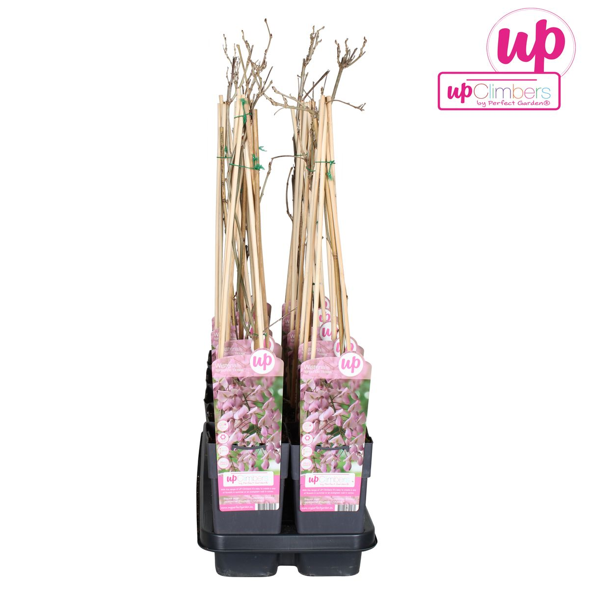 Blauregen - Wisteria floribunda &
