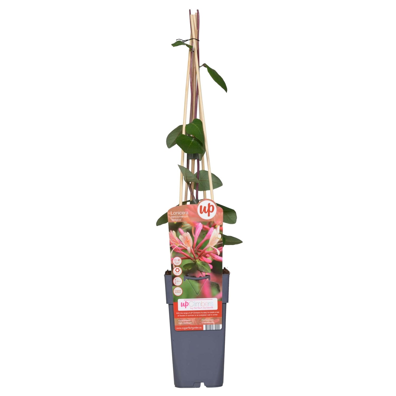 Lonicera periclymenum &