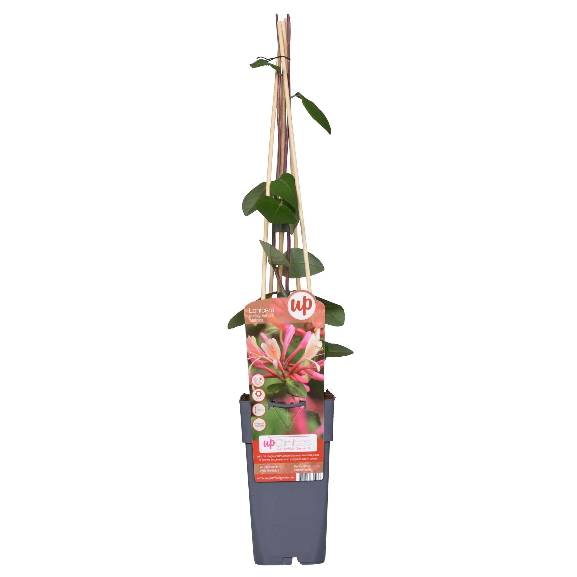 Lonicera periclymenum &