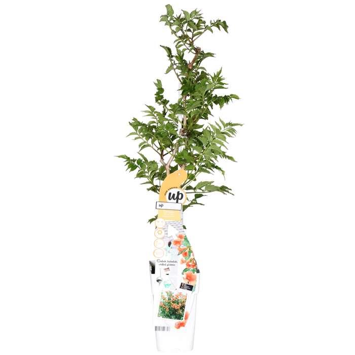 Trompetenblume - Campsis Indian Summer Orange - Ø15cm - ↕65cm