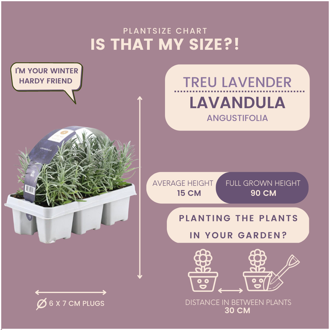 Lavendel lila (6er Set) - 6 x Ø7 cm - ↕25 cm