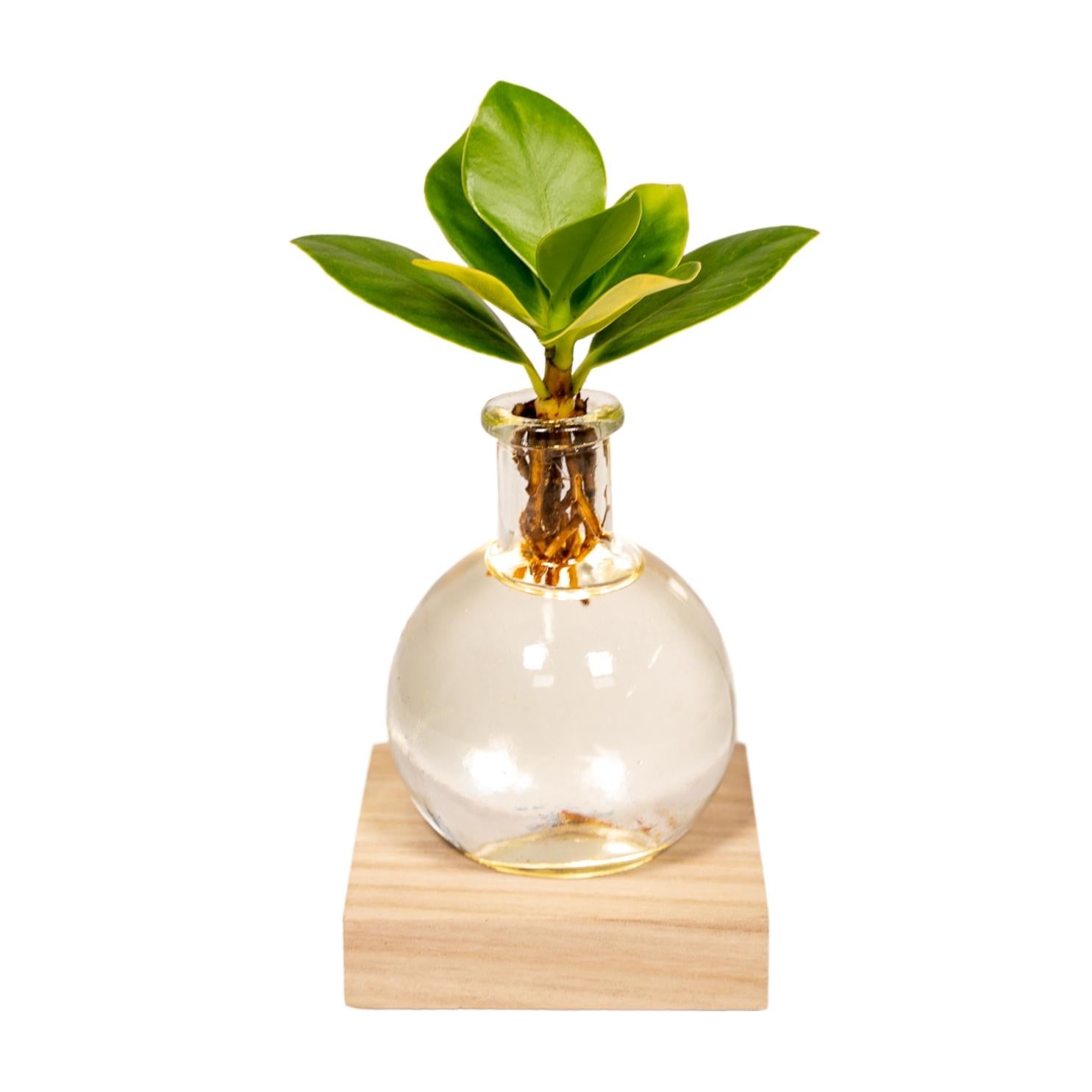 Clusia In Samoa Glas + LED - Ø4cm - ↕10cm