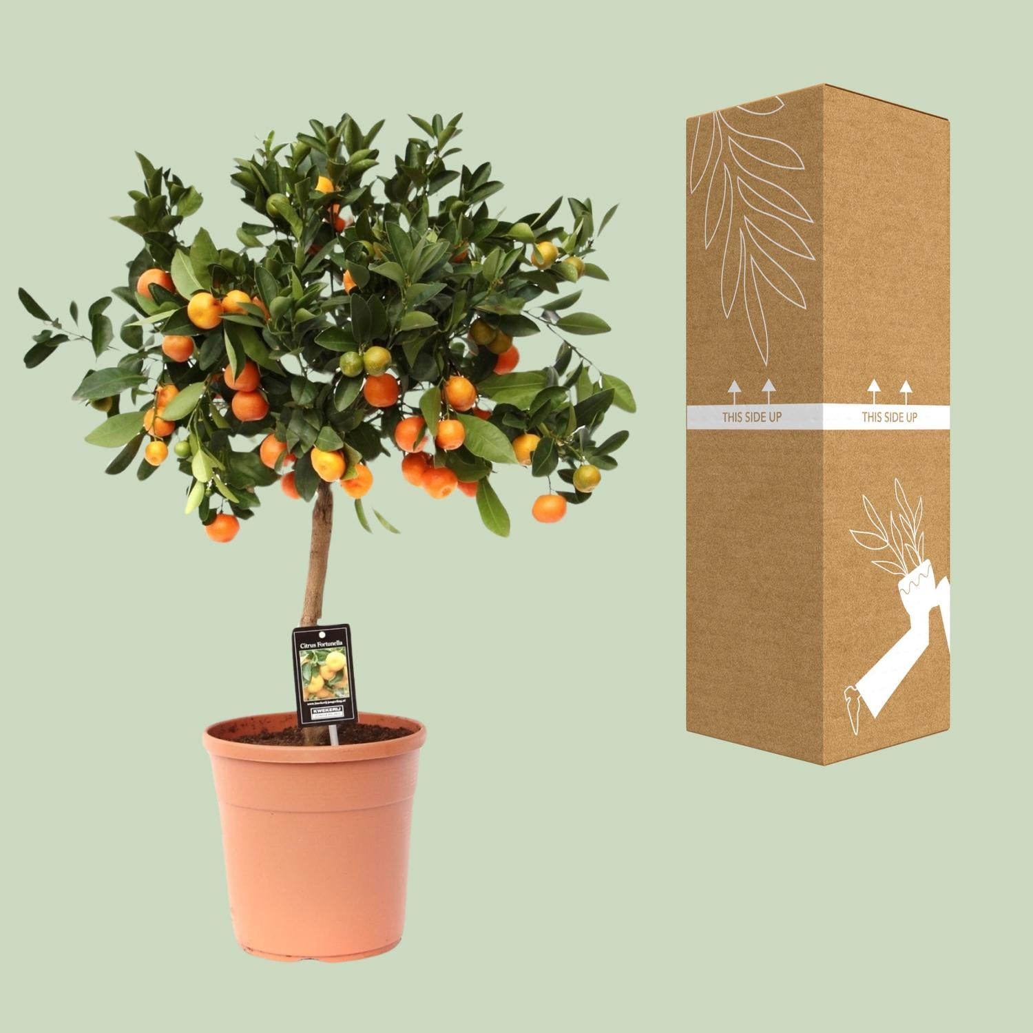 Calamondinorange - Citrus Calamondin - Ø22cm - ↕80cm