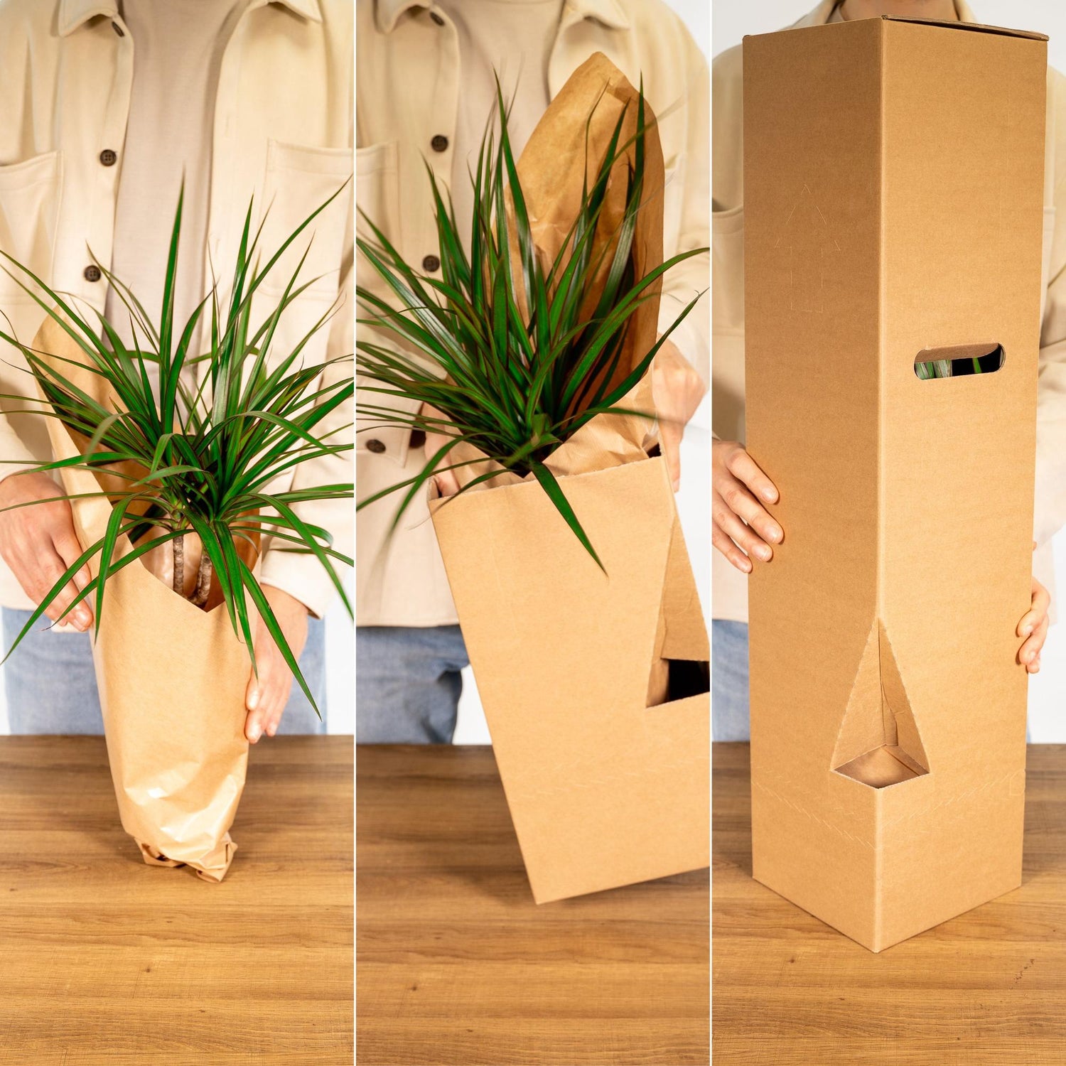 Olive Stämmchen - Ø19cm - ↕90cm