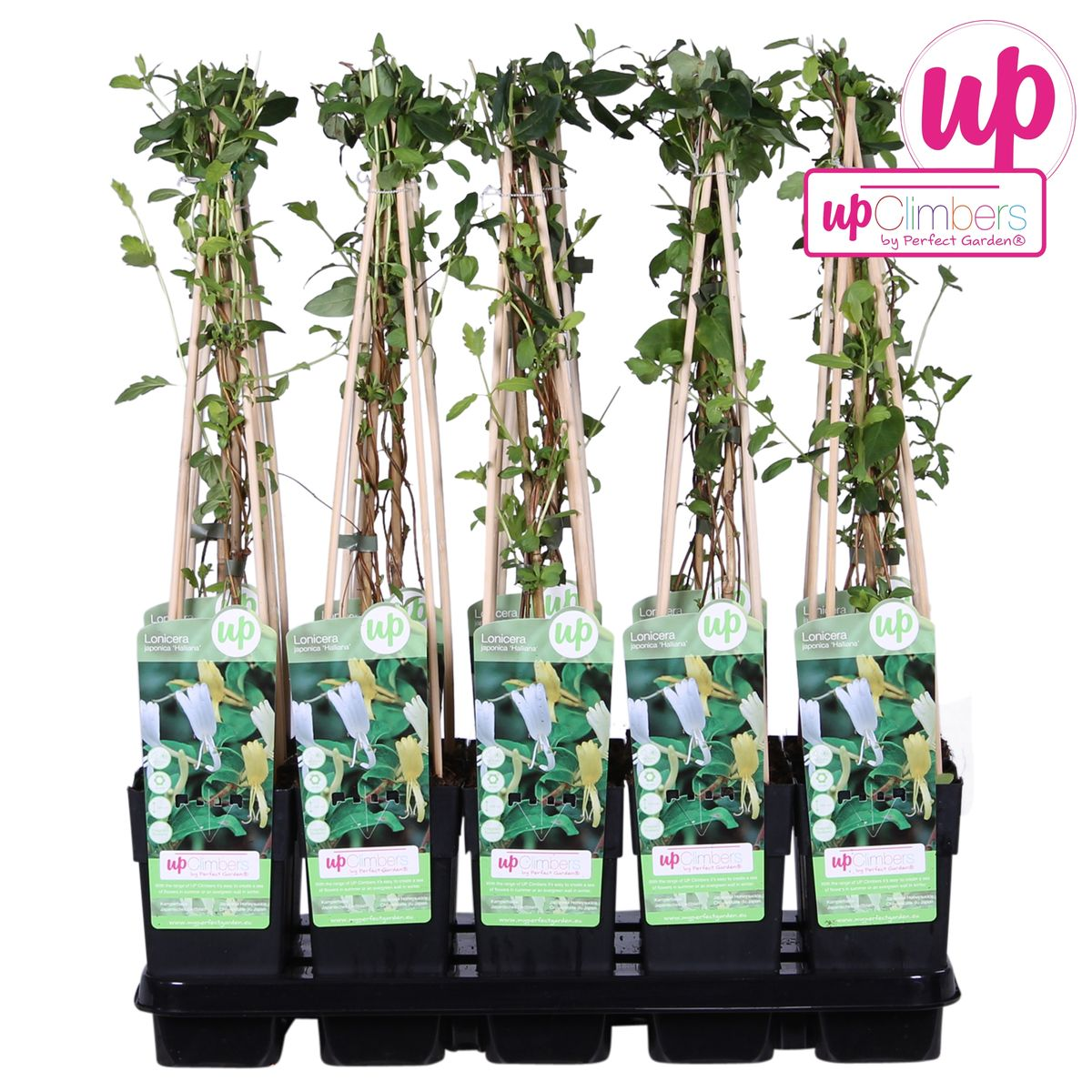 Japanisches Geißblatt - Lonicera japonica &