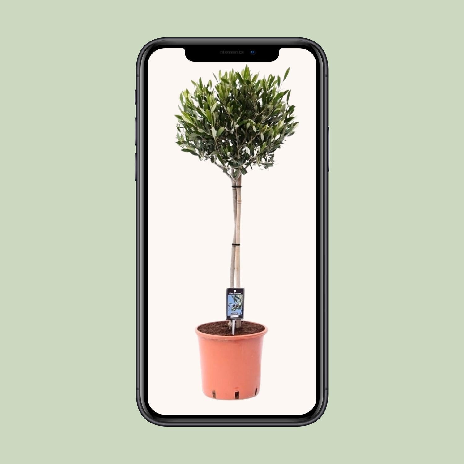 Olivenbaum - Ø22cm - ↕100cm