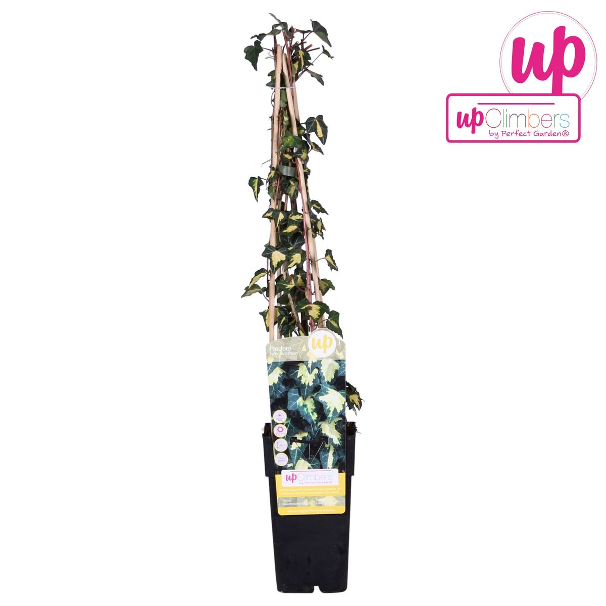 Efeu - Hedera helix &