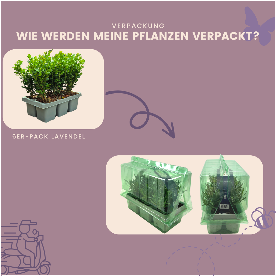 Buchsbaum – 48er Set - Ø7 cm - ↕15 cm