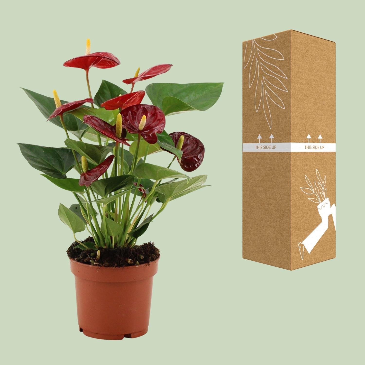 Anthurie - Anthurium Calon - Ø12cm - ↕36cm