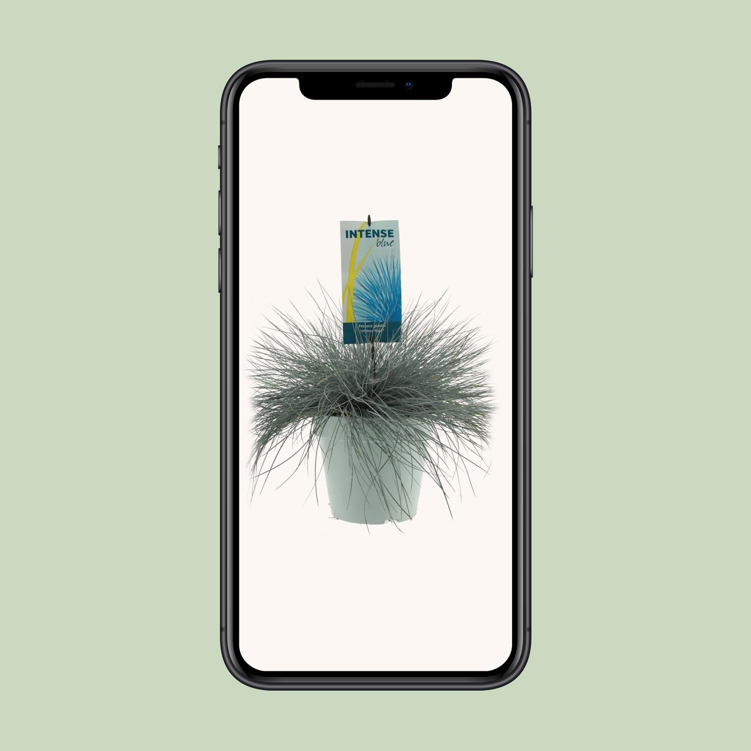 Blau-Schwingel - Festuca Glauca Intense Blue - Ø23cm - ↕50cm