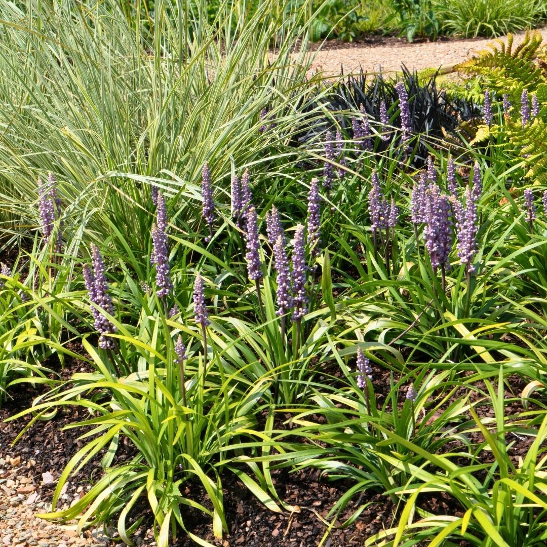 Lilientraube &