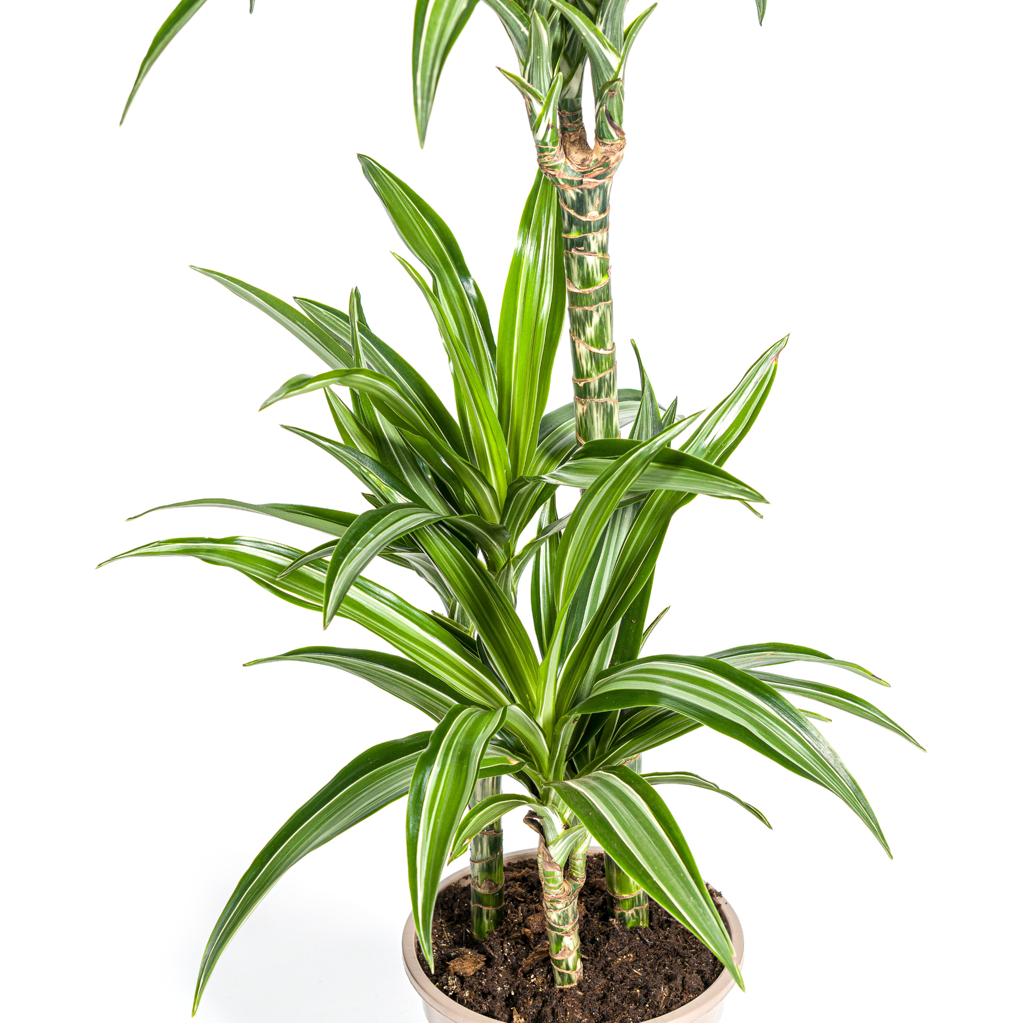 Drachenbaum mit Korb - Dracaena Deremensis White Stripe mit Korb Ø21cm - ↕90 - 110cm
