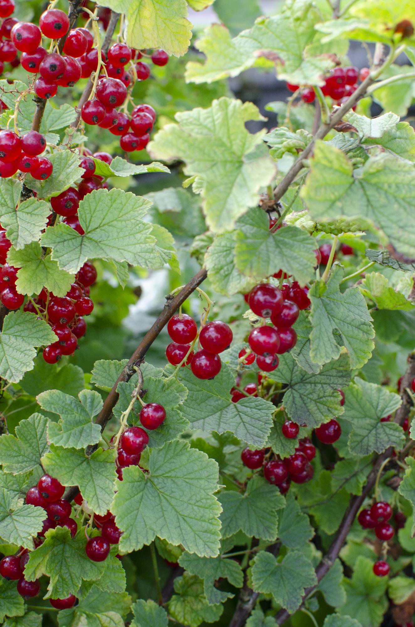 Rote Johannisbeere - &