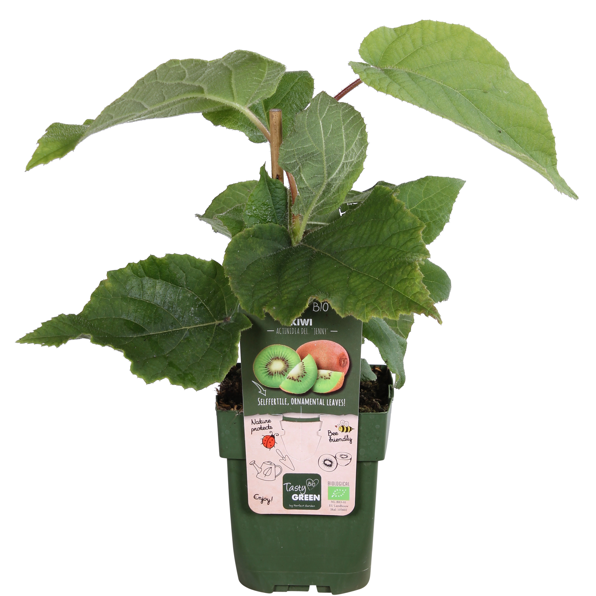 Kiwi - Actinidia delciosioa &