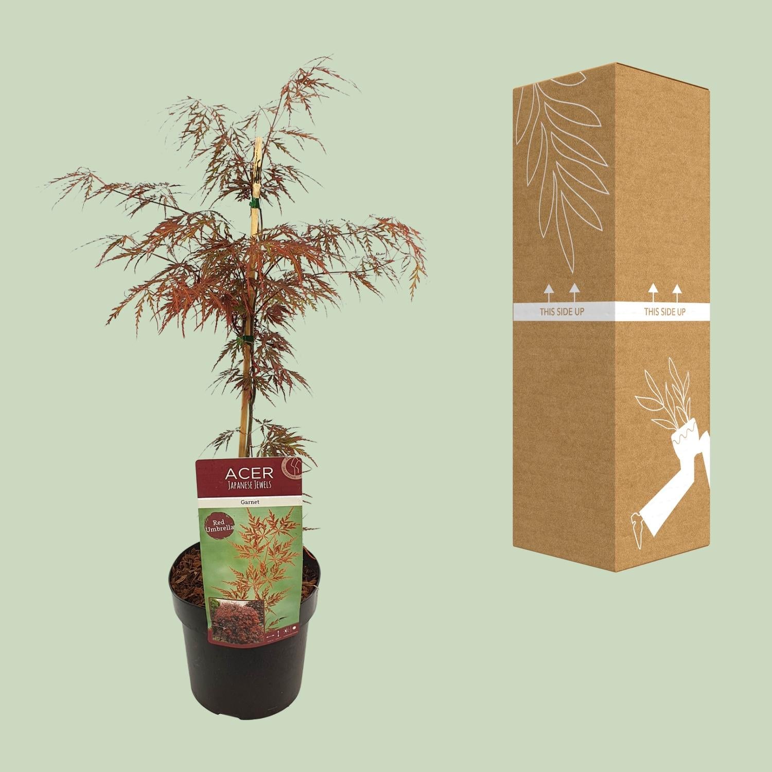 Acer palm. &