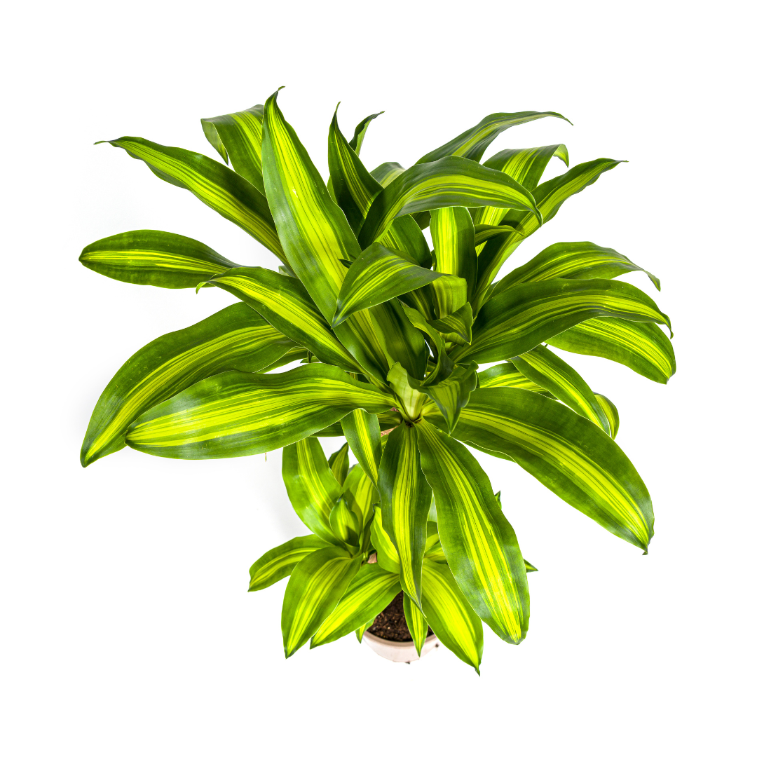 Drachenbaum mit Korb - Dracaena Fragrans Massangeana - Ø21cm - ↕90 - 110cm