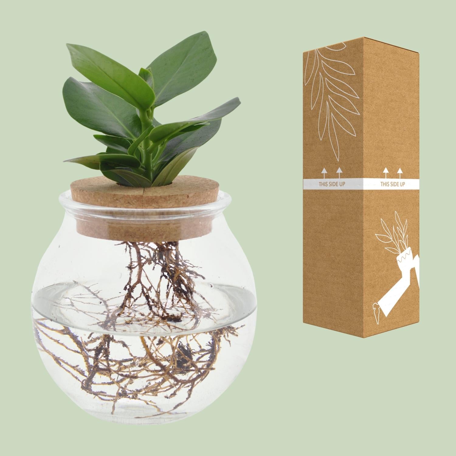 Clusia In Glas + Korken - Ø12cm - ↕30cm
