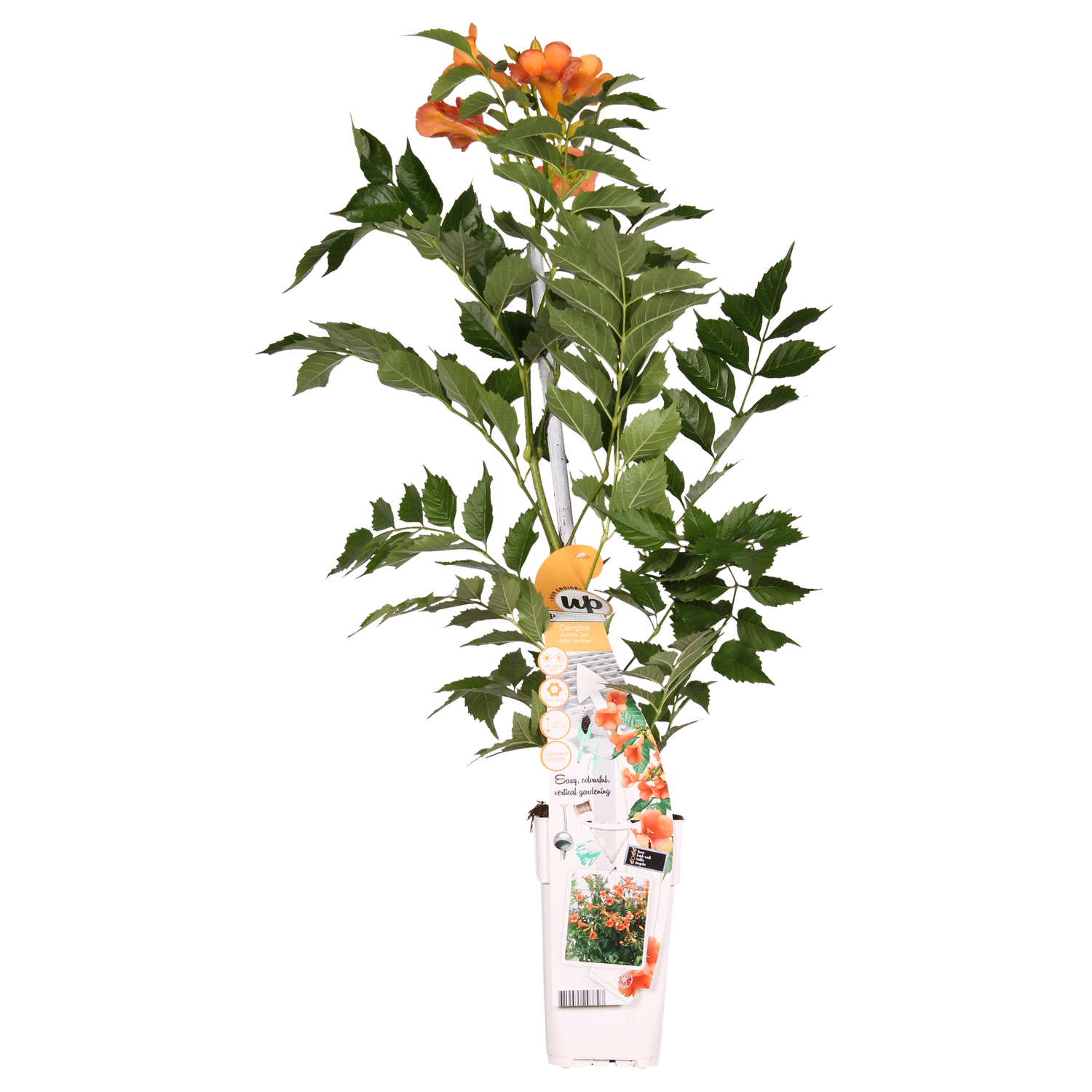 Trompetenblume - Campsis Indian Summer Orange - Ø15cm - ↕65cm