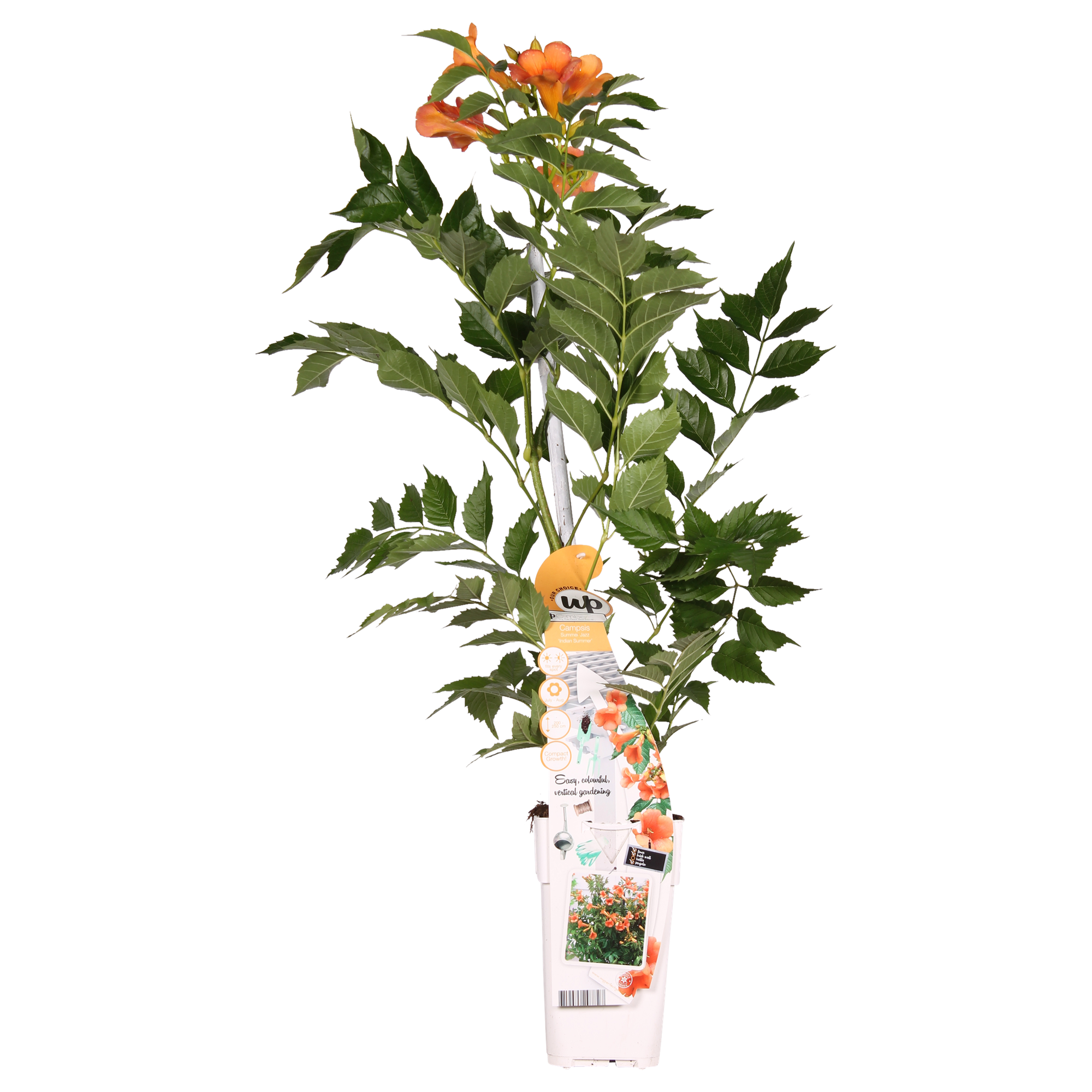 Trompetenblume - Campsis Indian Summer Orange - Ø15cm - ↕65cm