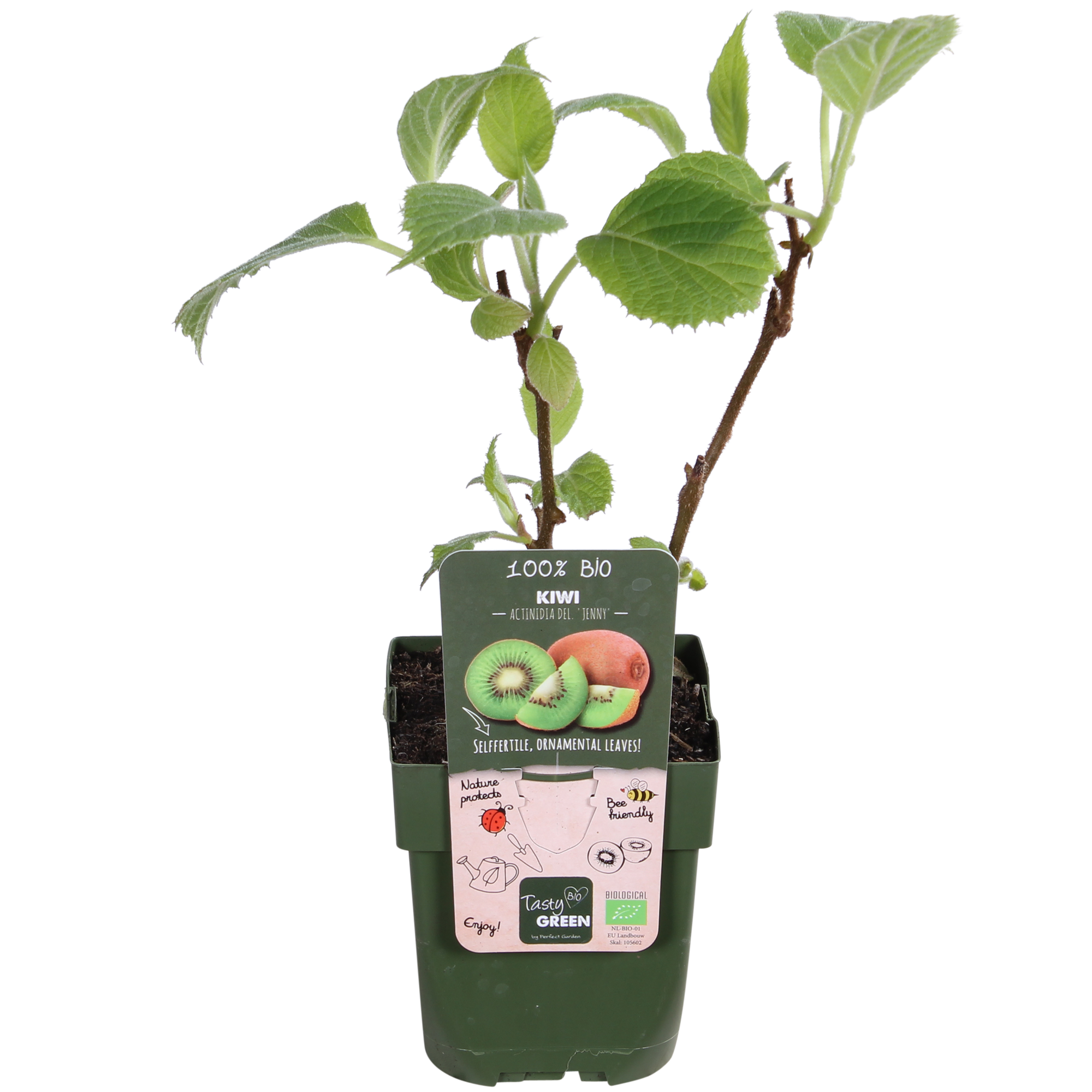 Kiwi - Actinidia delciosioa &