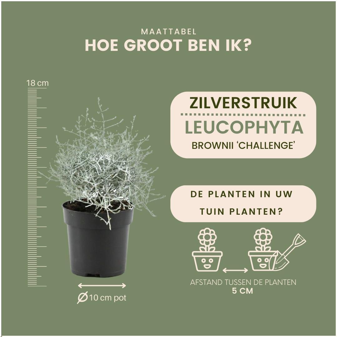 Silberkörbchen - Calocephalus (6er Set) - 10 cm Ø - 15 cm ↕