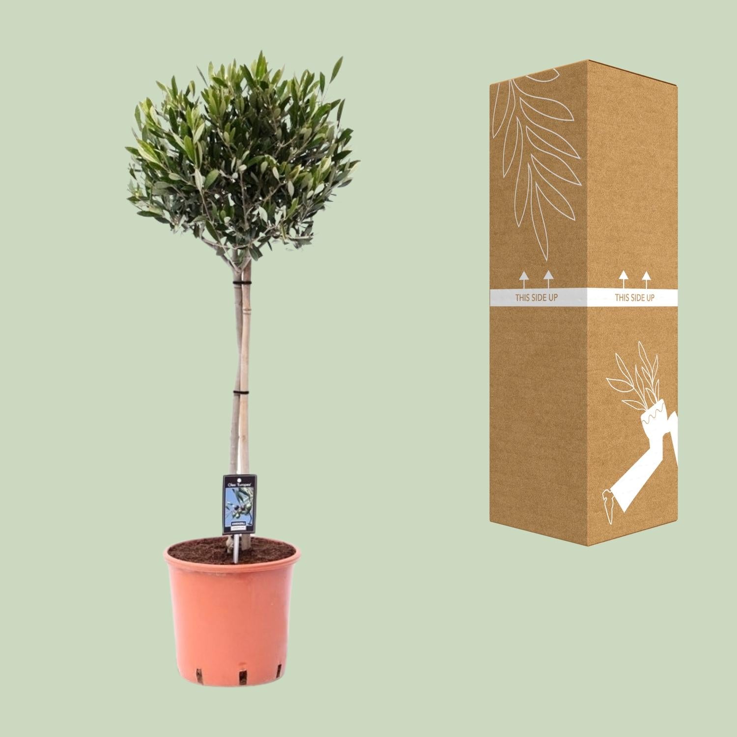 Olivenbaum - Ø22cm - ↕100cm