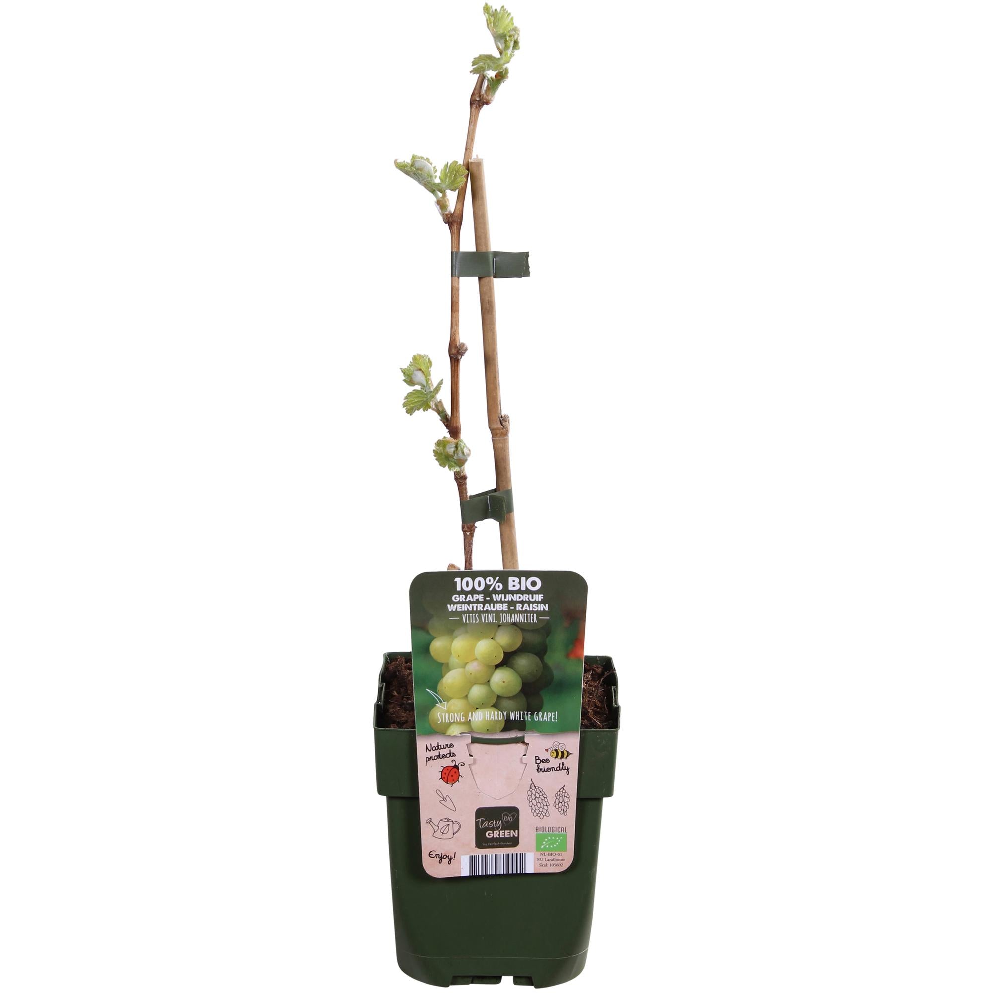 Weinrebe - Vitis vinifera &