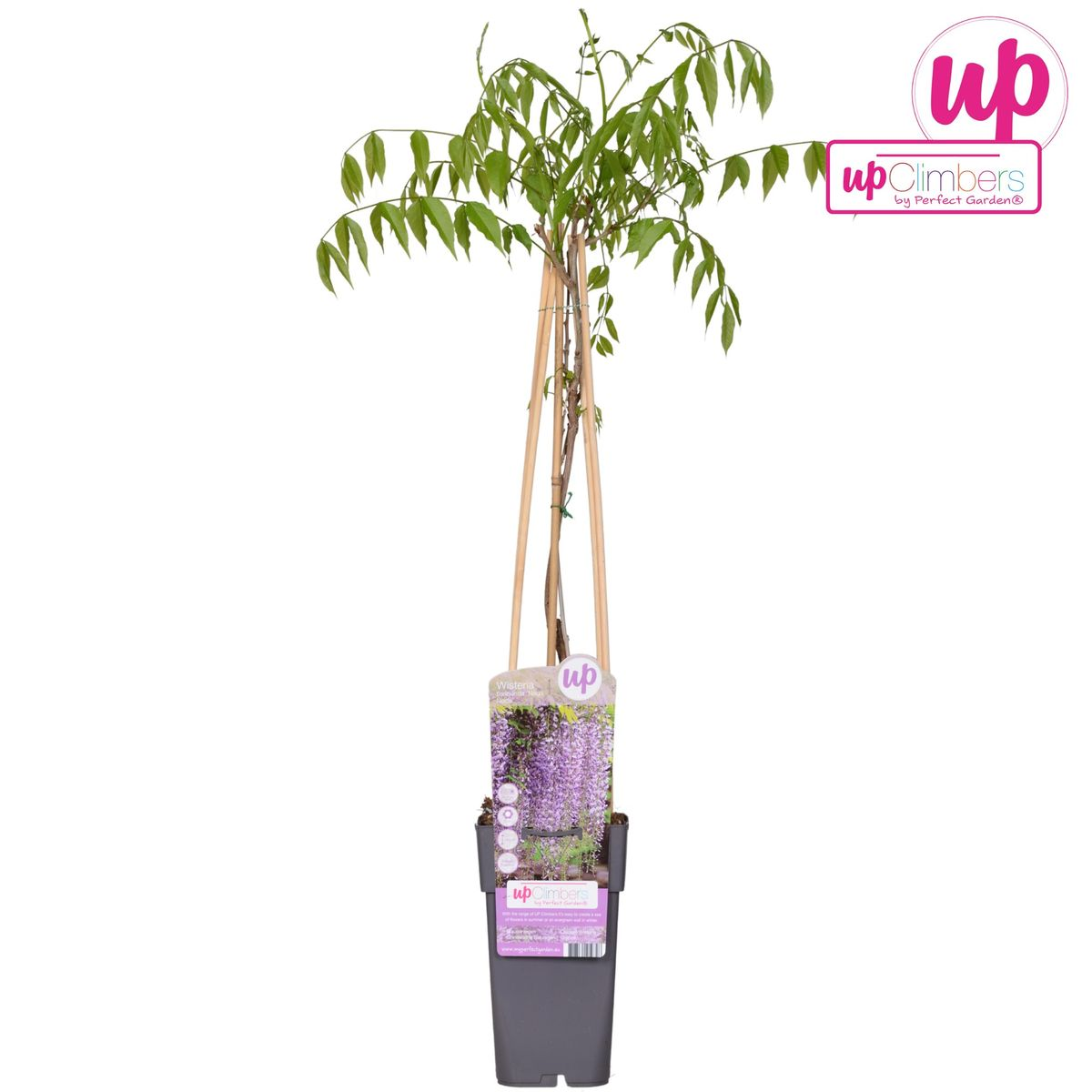 Blauregen - Wisteria floribunda &