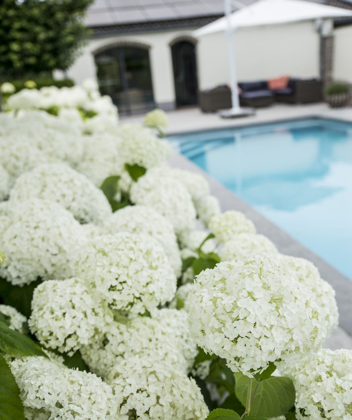 Hortensie - &
