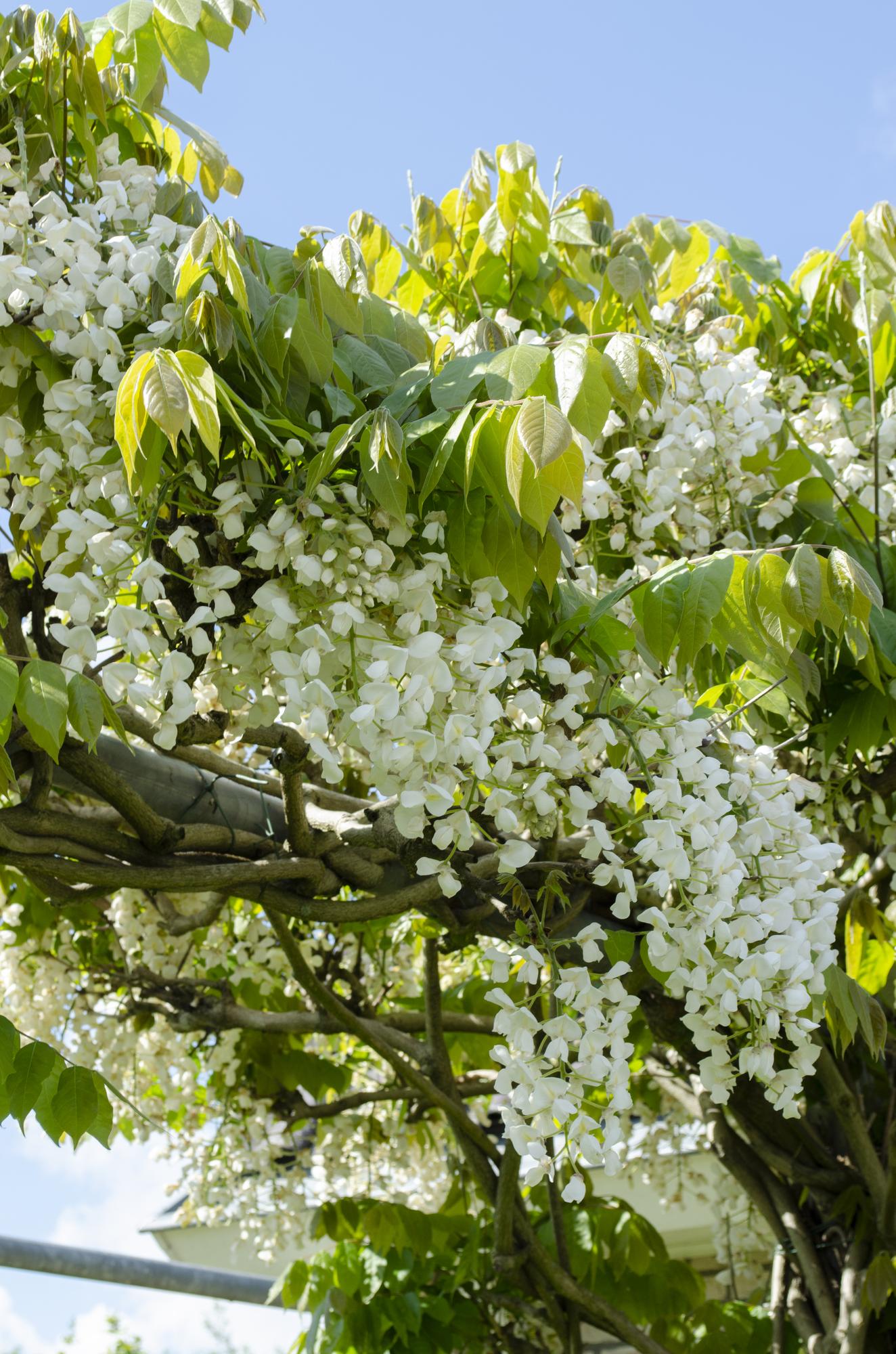 Blauregen - Wisteria floribunda &