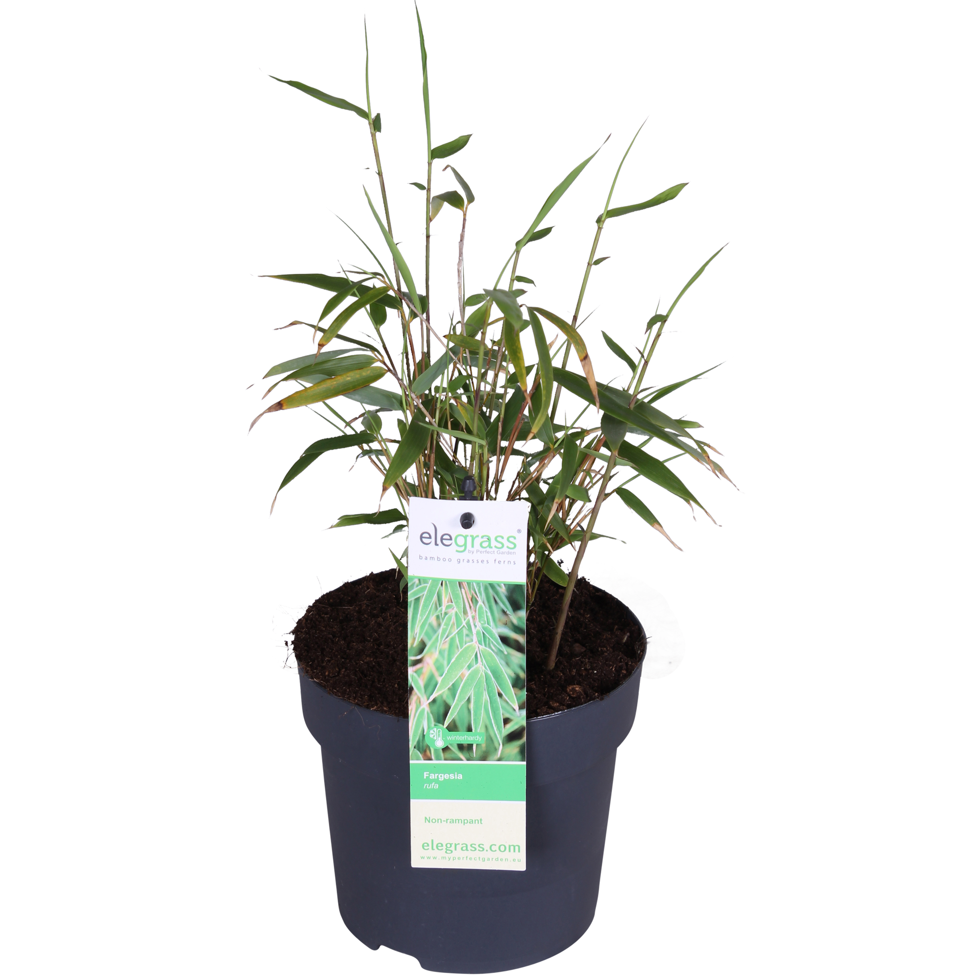 Fargesia rufa - Ø29cm - ↕80cm - Ø14 - ↨40cm
