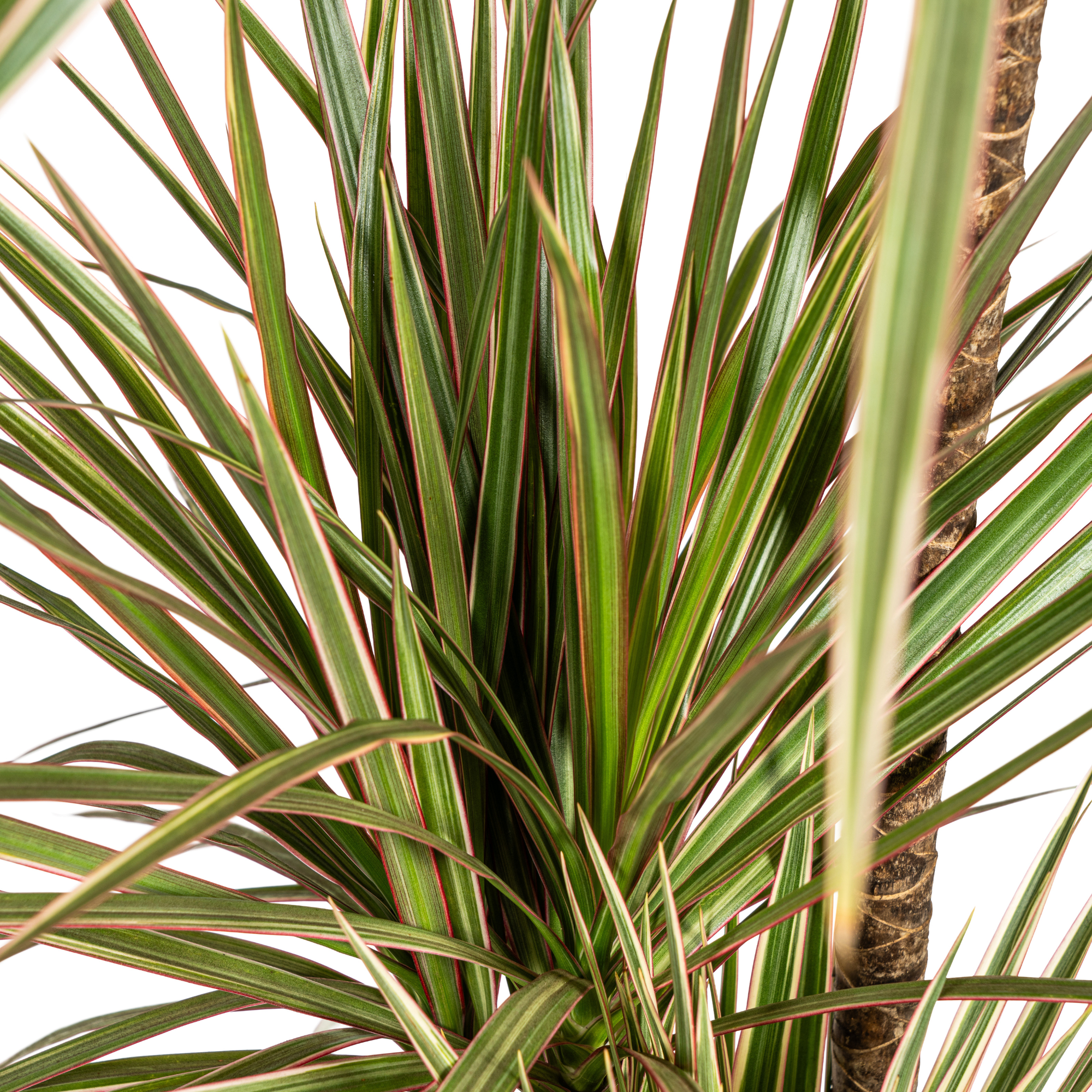 Drachenbaum zweifarbig mit Korb - Dracaena Marginata Bicolor - Ø21cm - ↕110 - 130cm