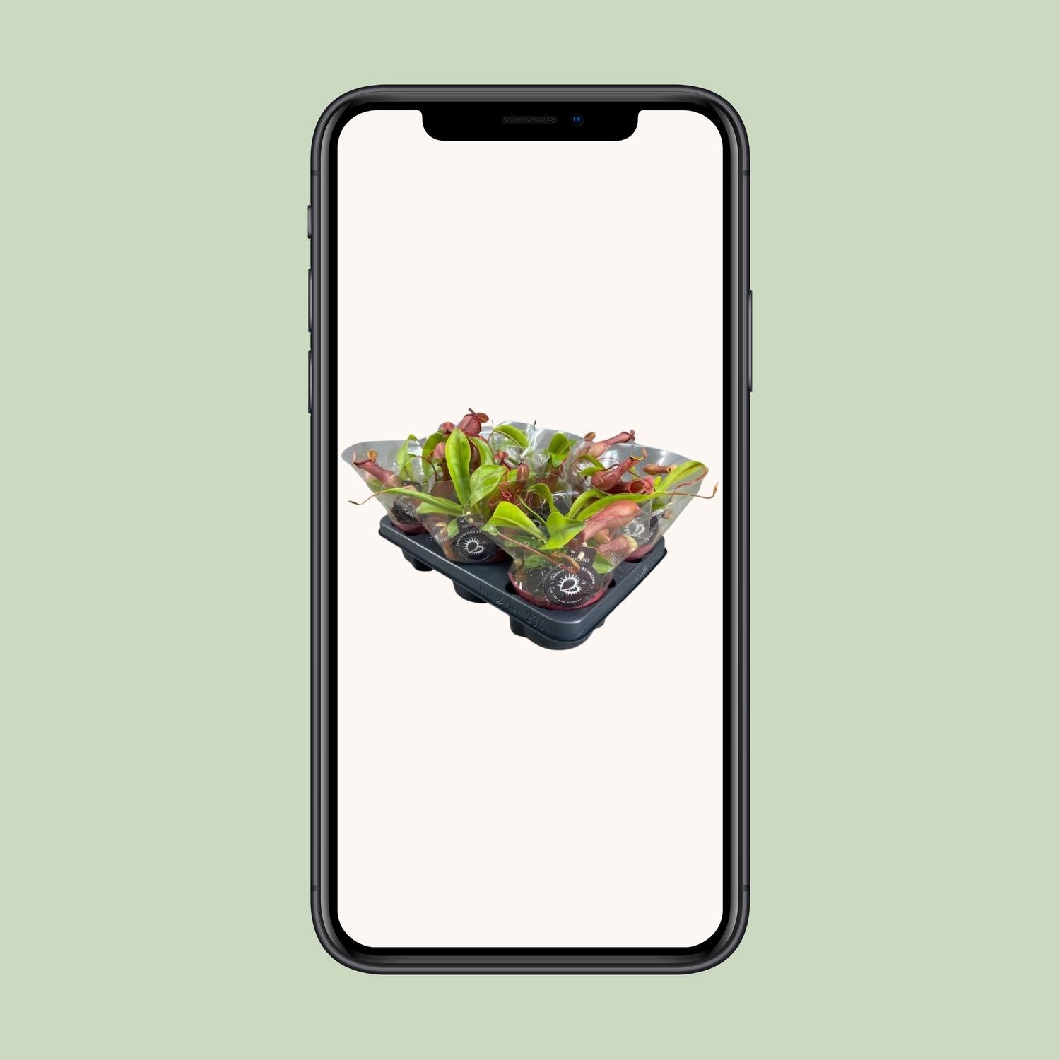 Nepenthes Alata - Ø12cm - ↕17cm