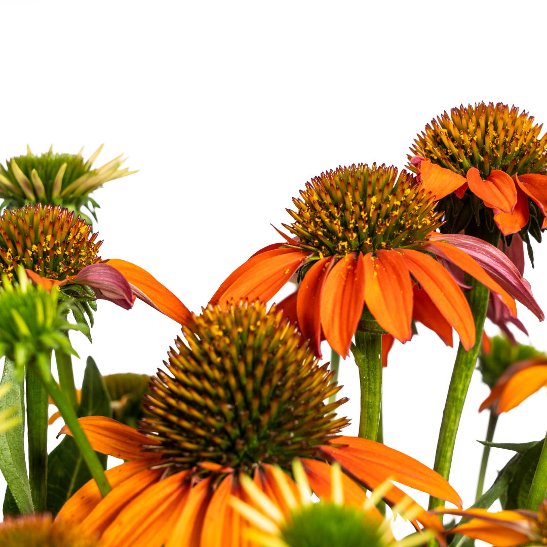 Sonnenhut - Echinacea purpurea Orange Ø19cm - ↕60 - 70cm