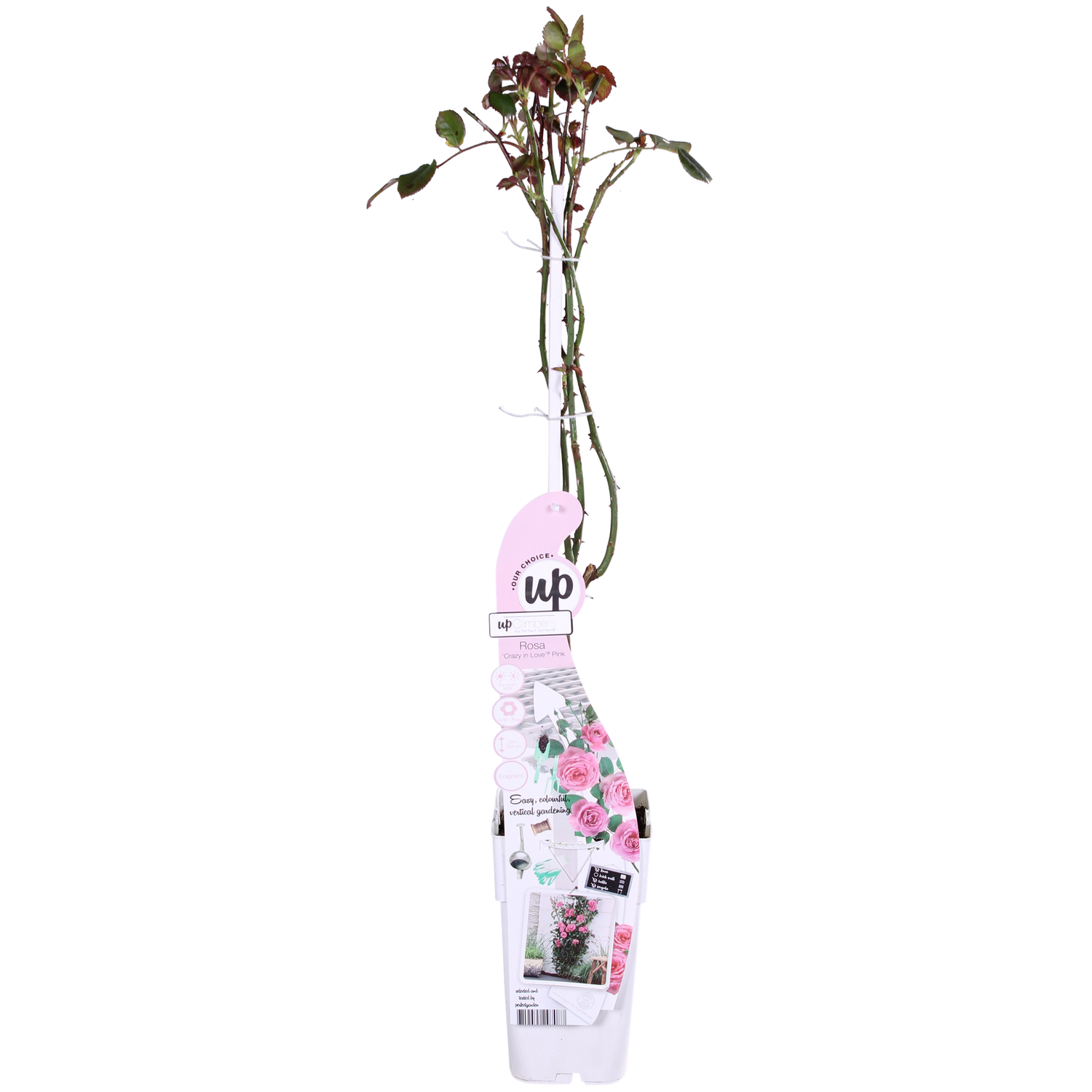 Rosa Crazy in love &