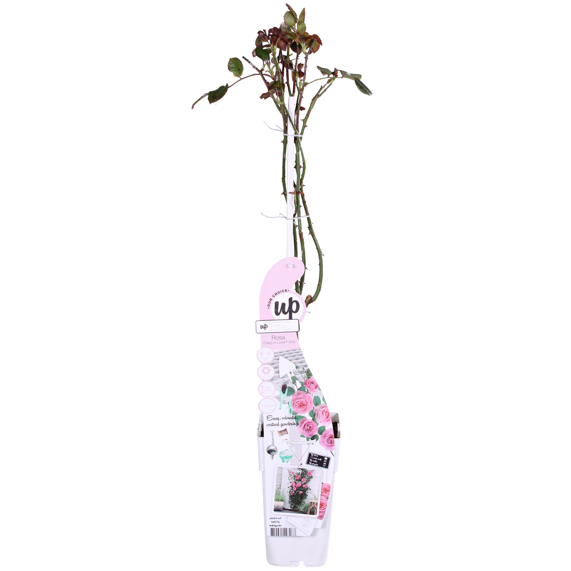 Rosa Crazy in love &