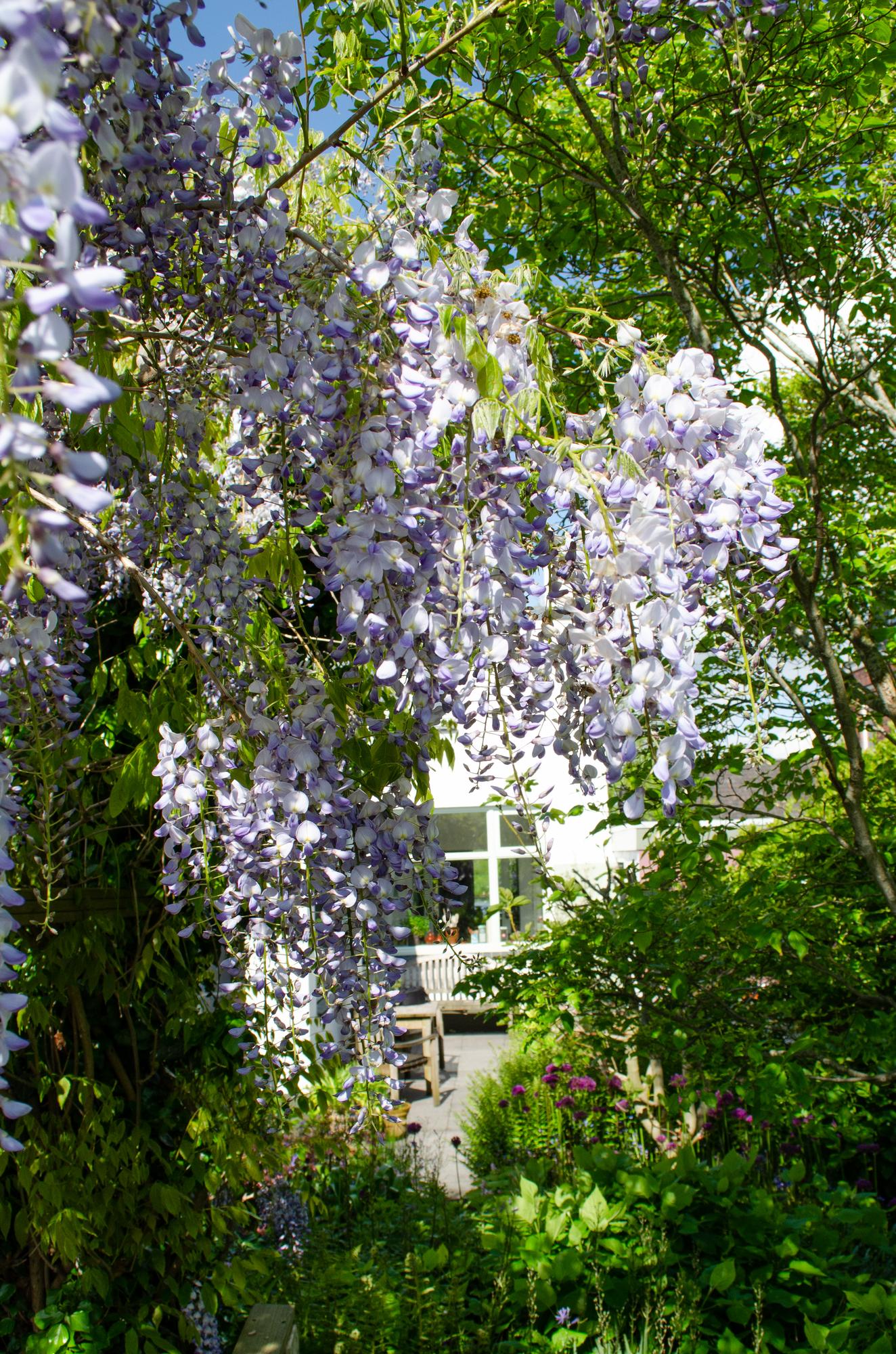 Purpurner Regen - Wisteria sinensis Caroline - Ø15cm - ↕65cm