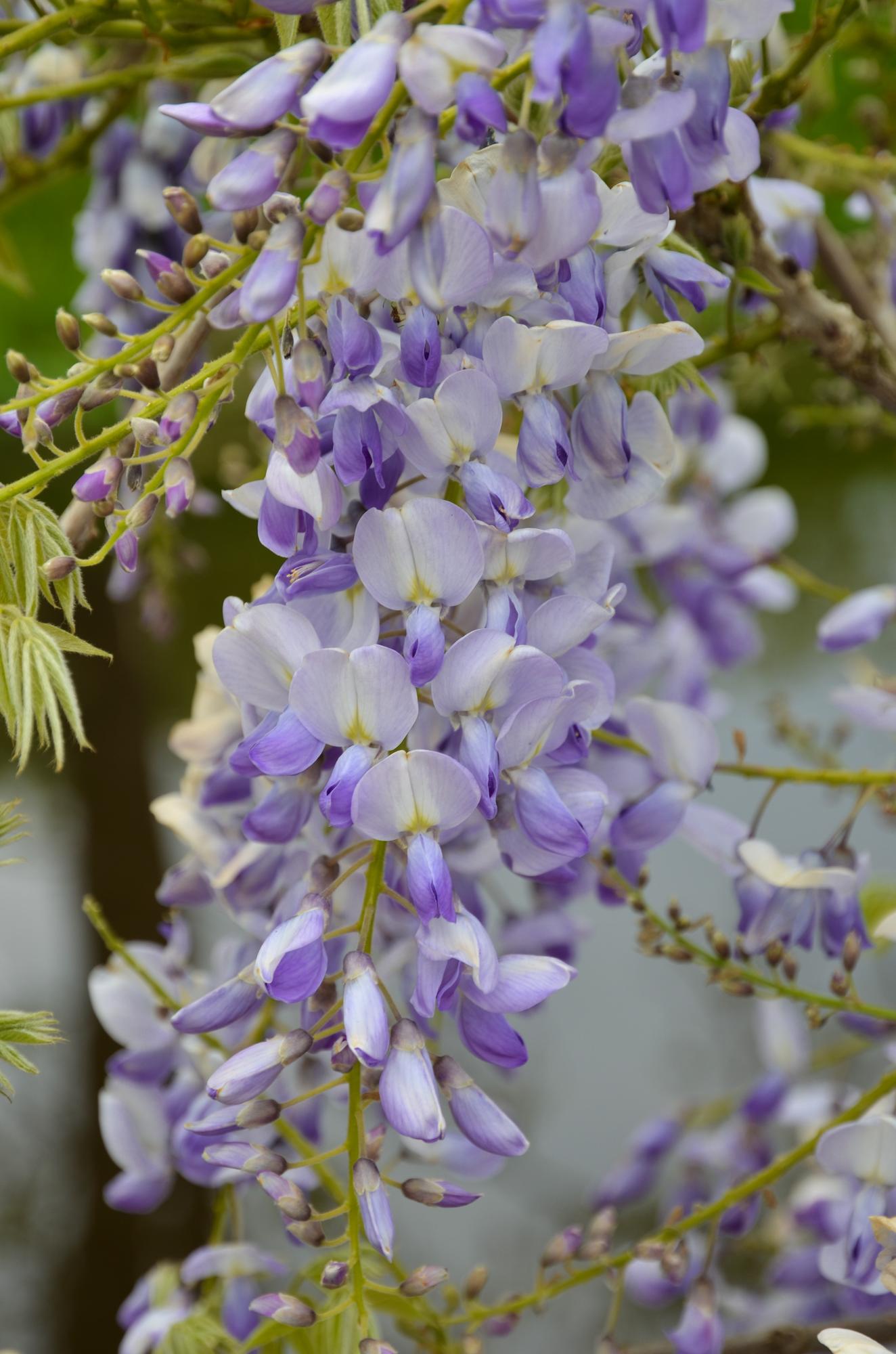 Purpurner Regen - Wisteria sinensis Caroline - Ø15cm - ↕65cm