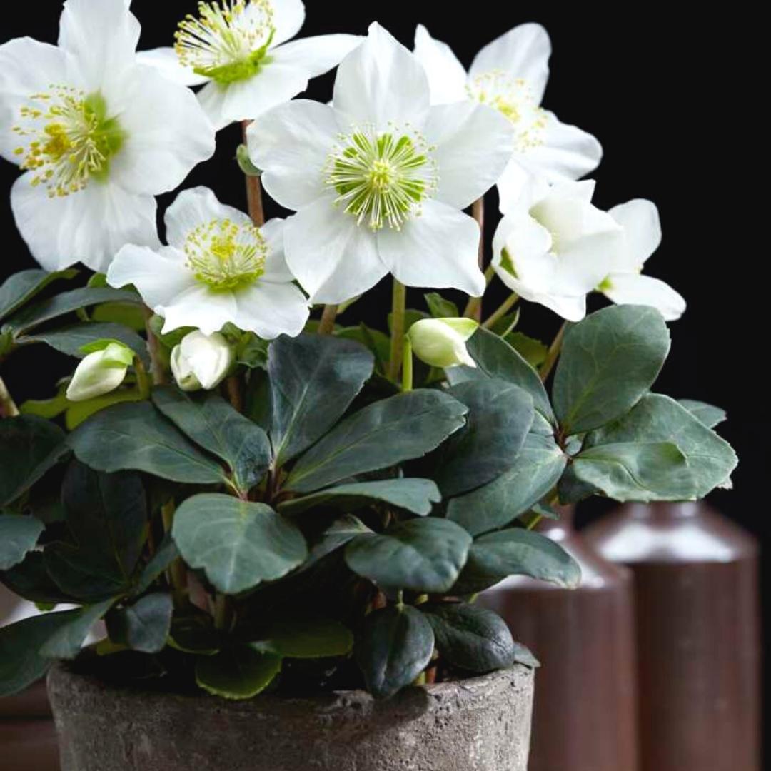 Christrose (6 Stück) - Helleborus niger &