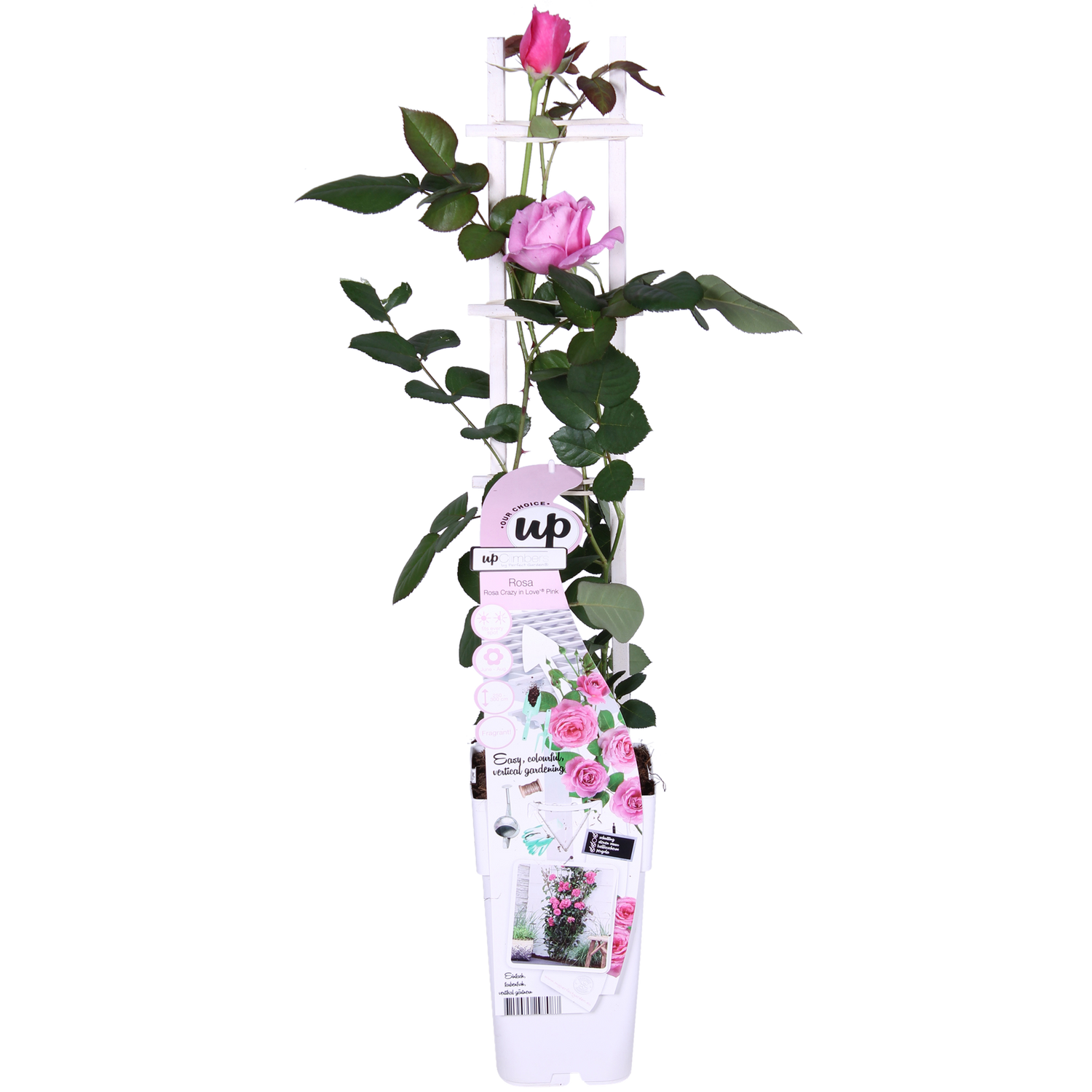 Rosa Crazy in love &