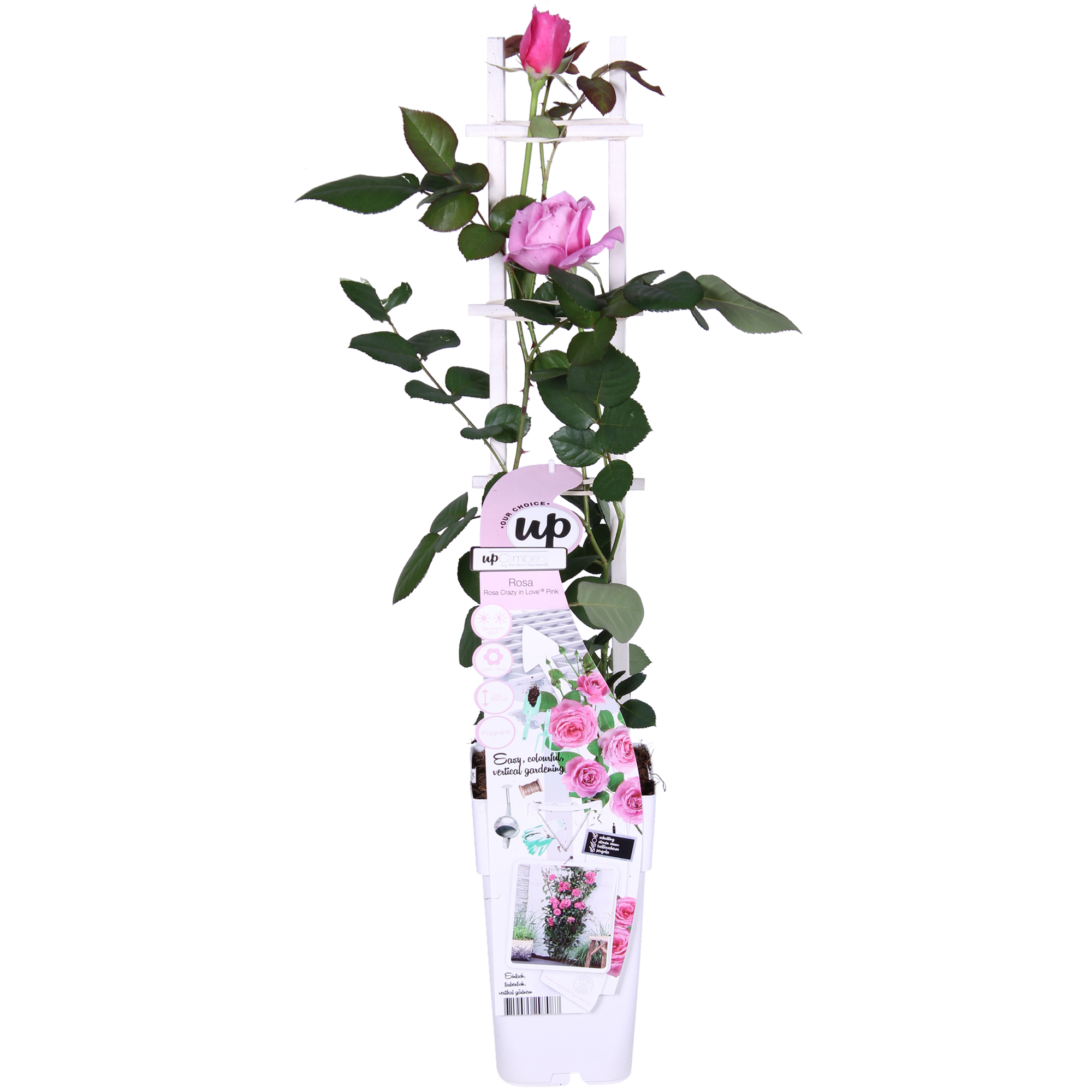 Rosa Crazy in love &