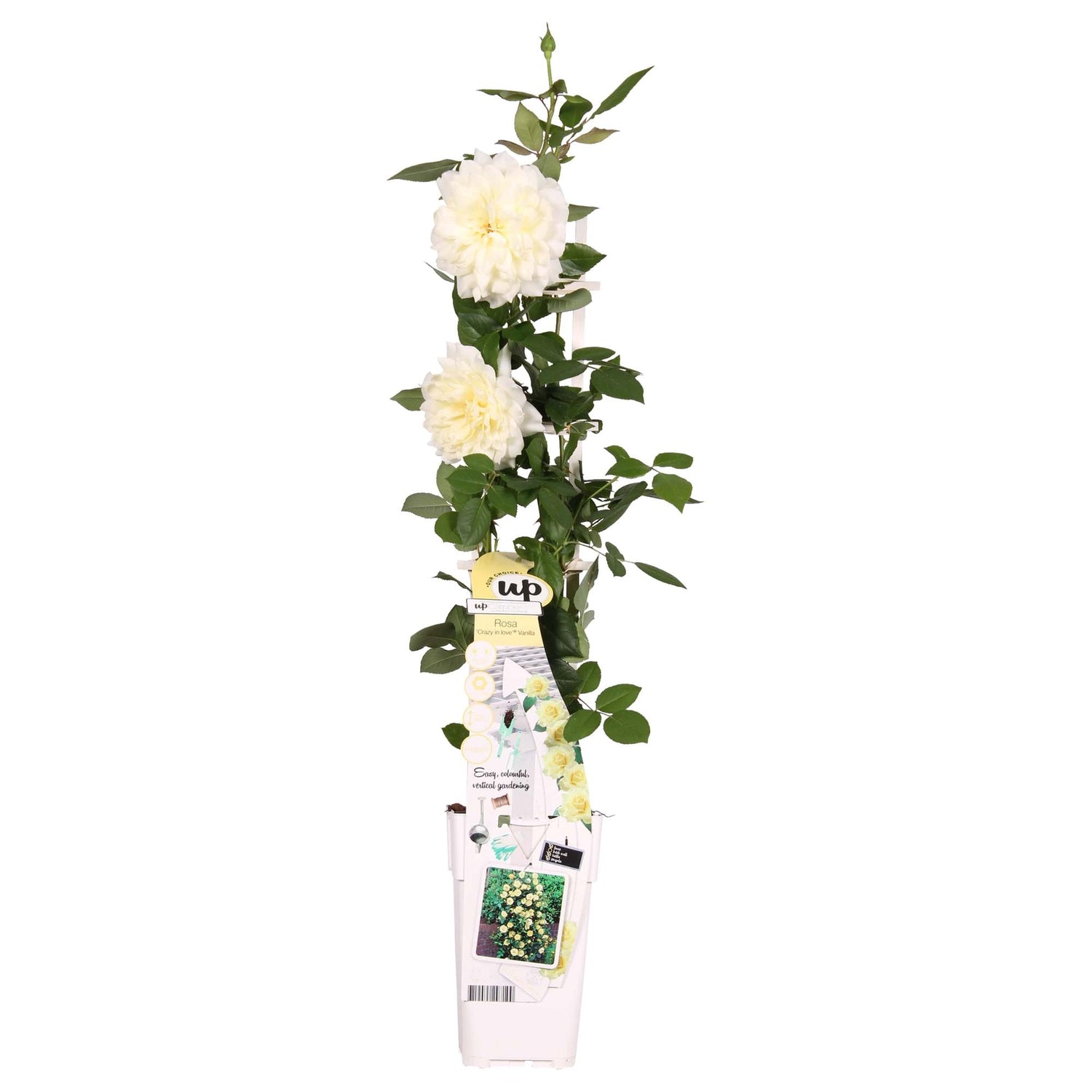 Rose Crazy in love &