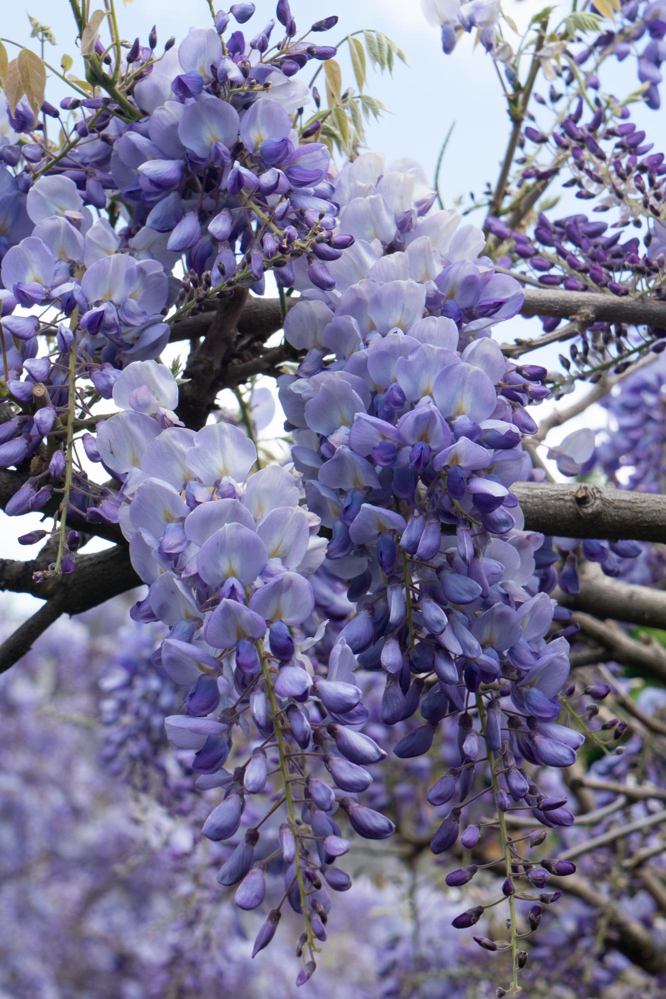 Wisteria sinensis &