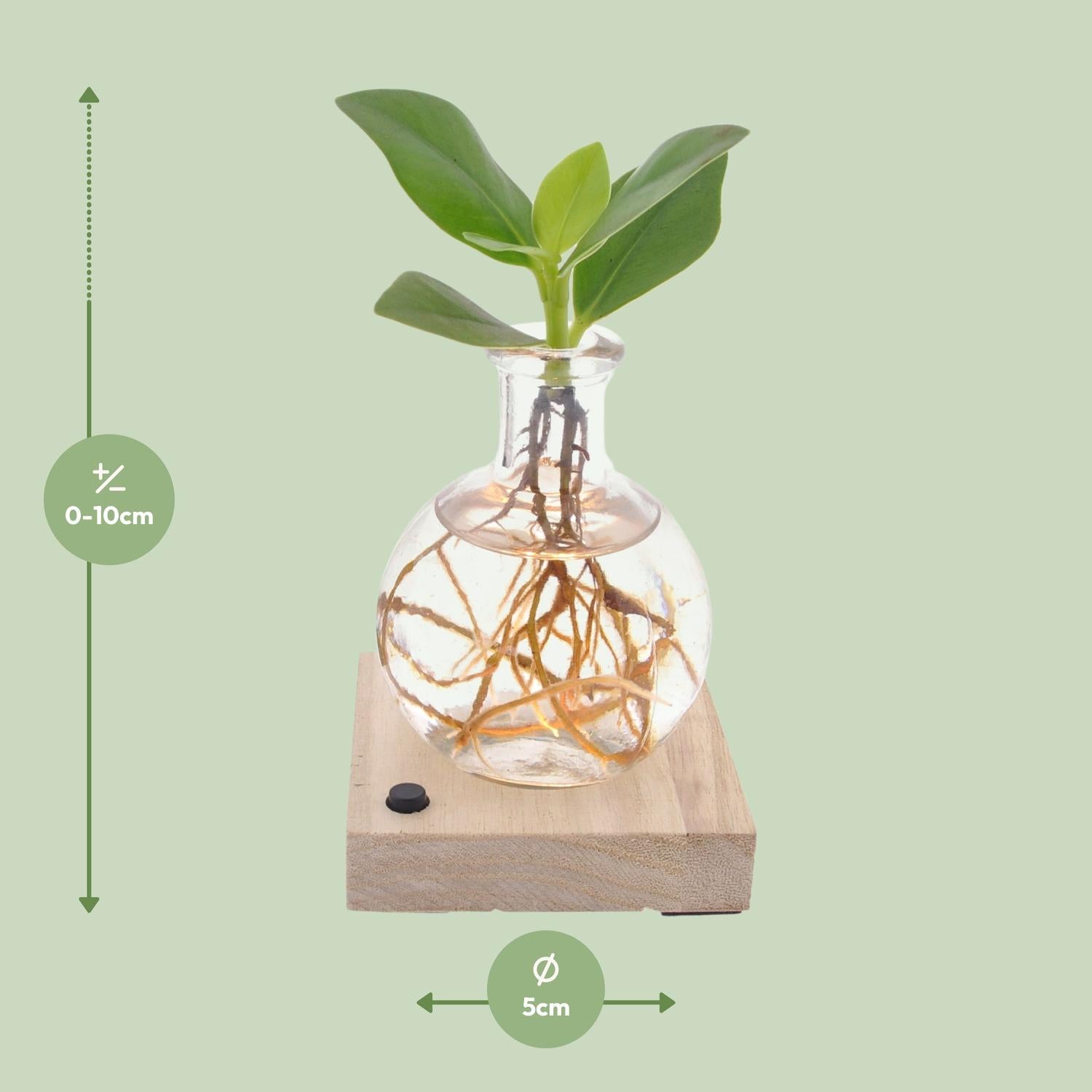 Clusia In Samoa Glas + LED - Ø5cm - ↕10cm