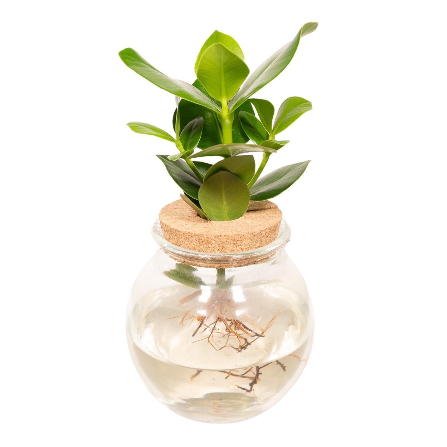 Clusia In Glas mit Korken - Ø12cm - ↕30cm