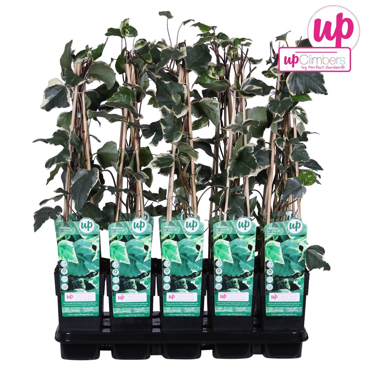Gelbbunter Efeu - Hedera algeriensis &