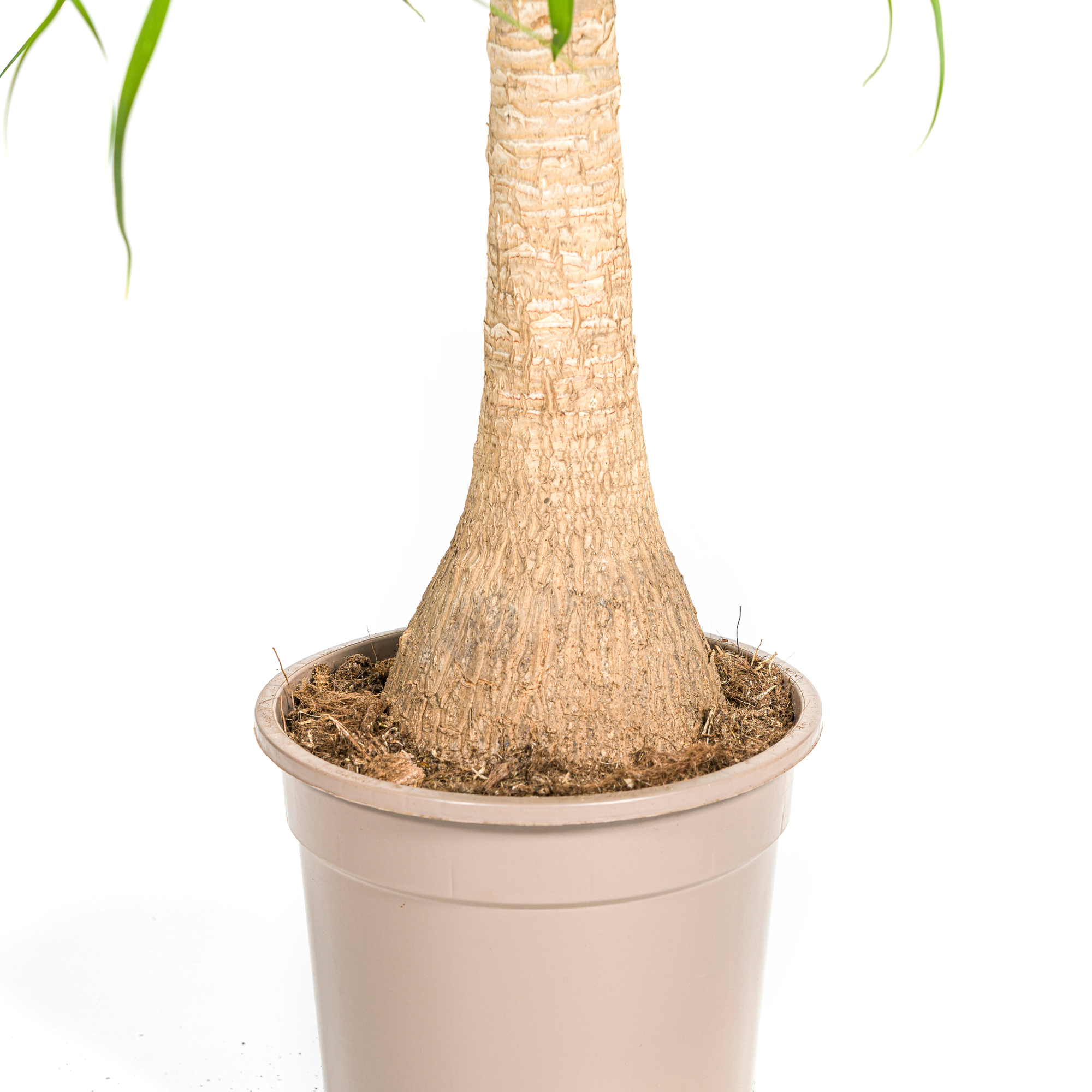 Elefantenfuß mit Korb - Beaucarnea Recurvata Stamm - Ø21cm - ↕60 - 80cm