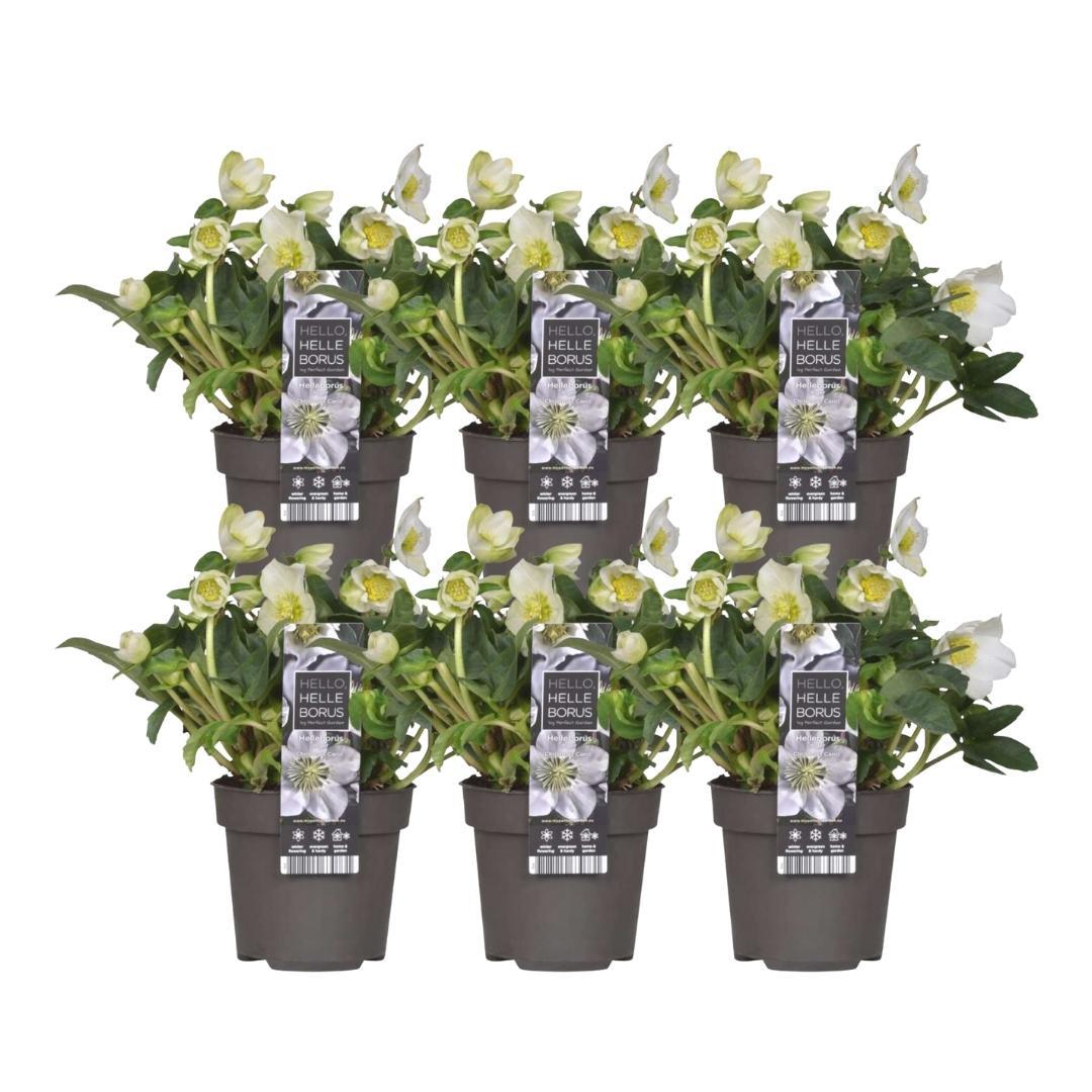 Christrose (6 Stück) - Helleborus niger &