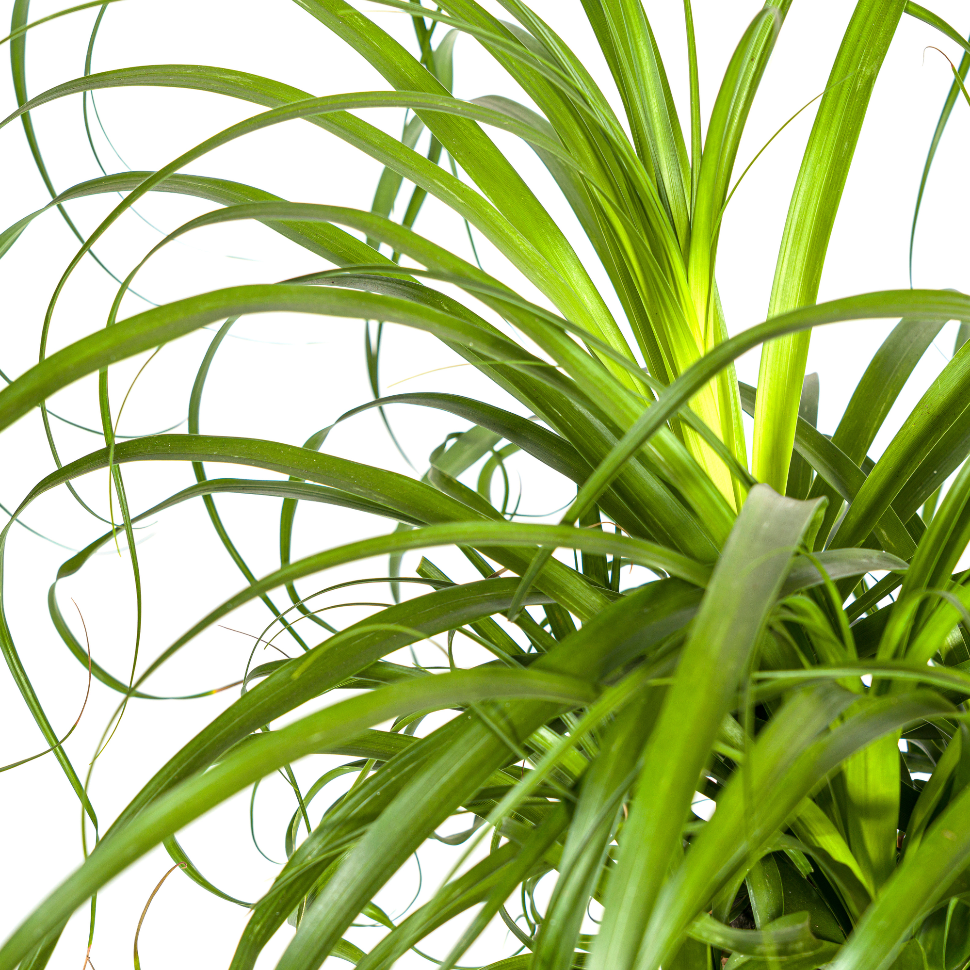 Elefantenfuß XL mit Korb - Beaucarnea Recurvata - Ø24cm - ↕80 - 100cm